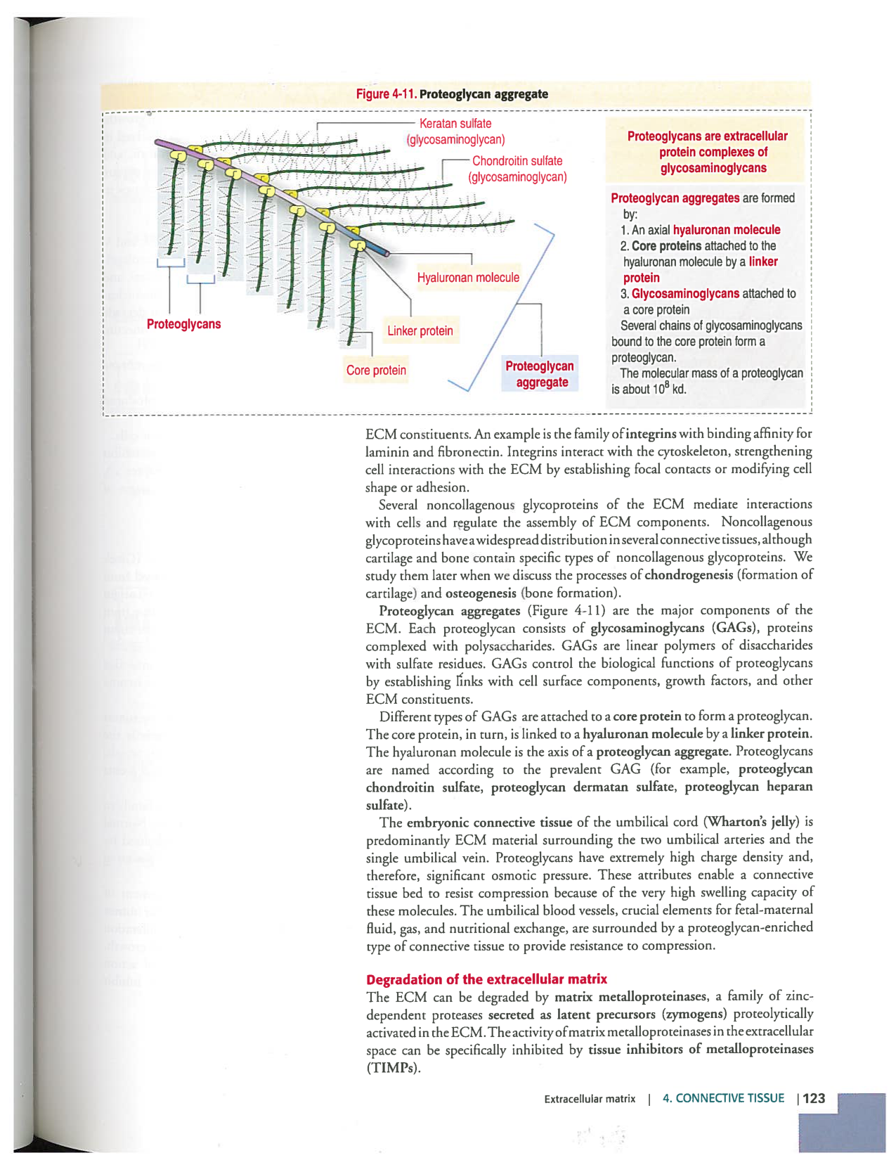 Kierszenbaum ed-4 p111-146-TC-examples et pathologies page 13