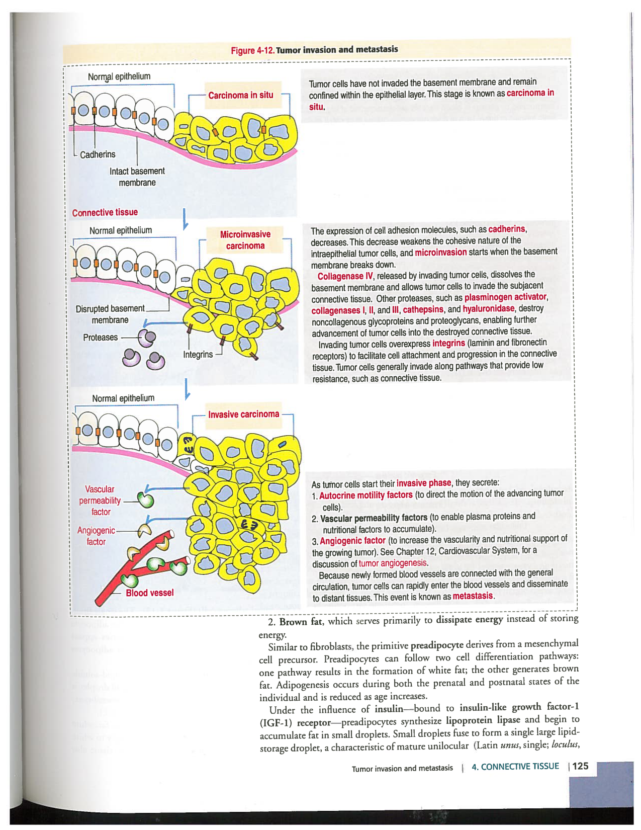 Kierszenbaum ed-4 p111-146-TC-examples et pathologies page 15