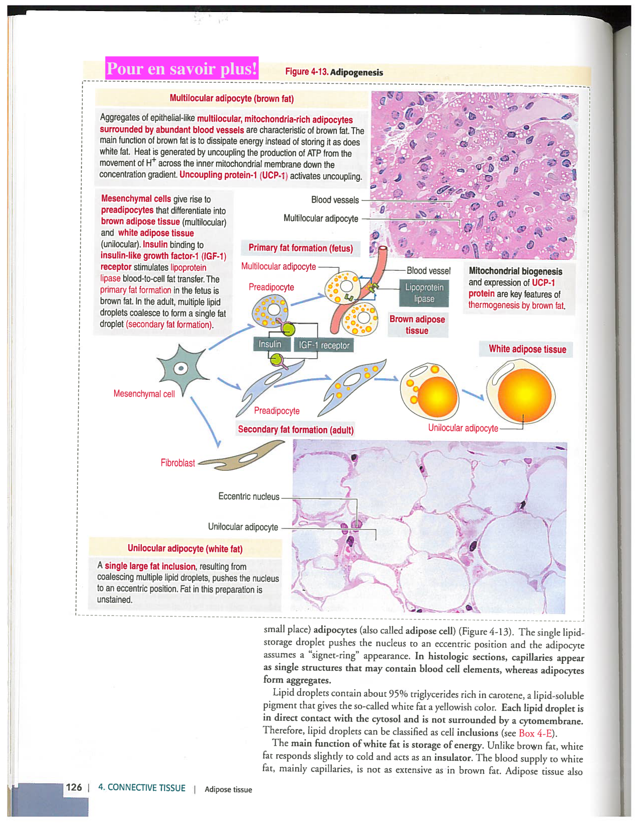 Kierszenbaum ed-4 p111-146-TC-examples et pathologies page 16