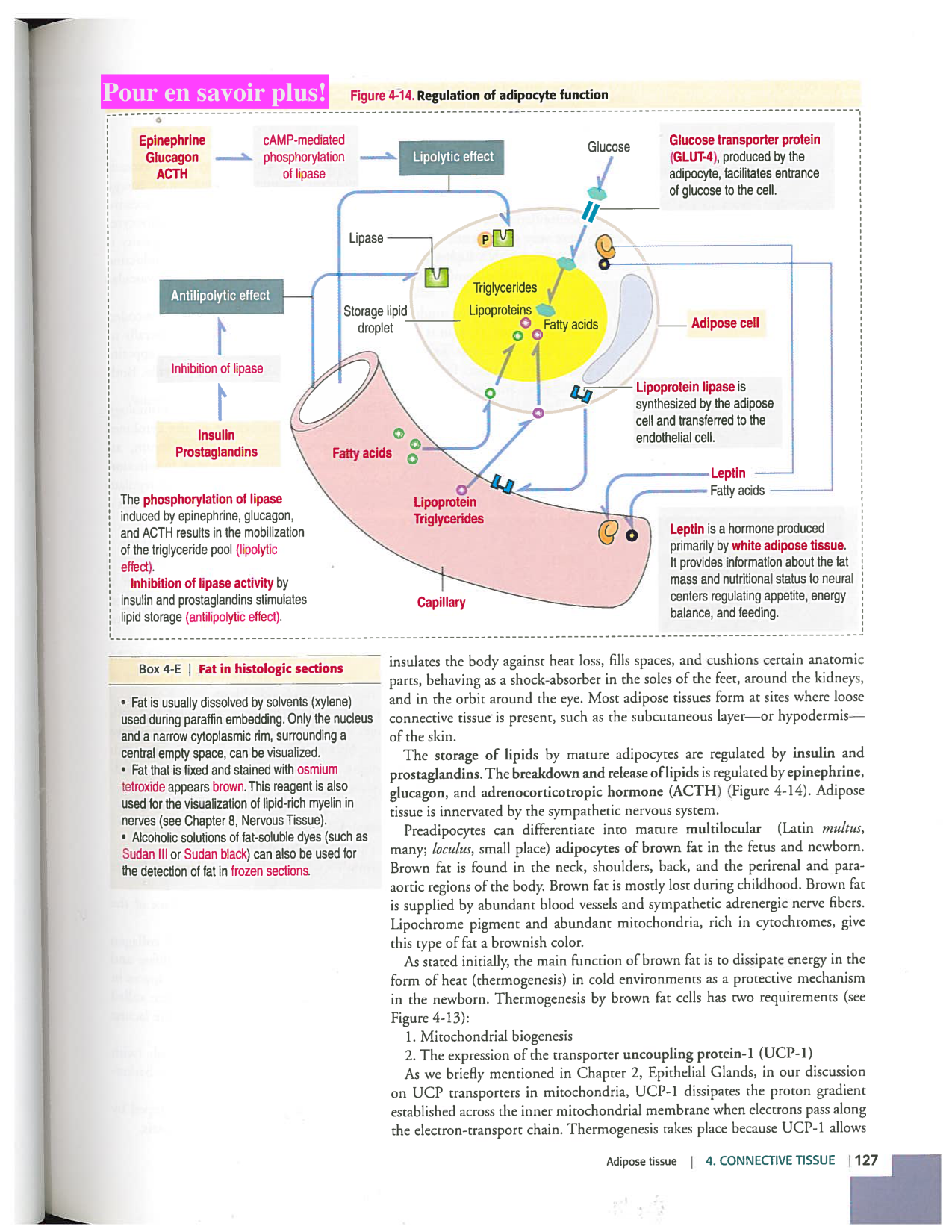 Kierszenbaum ed-4 p111-146-TC-examples et pathologies page 17