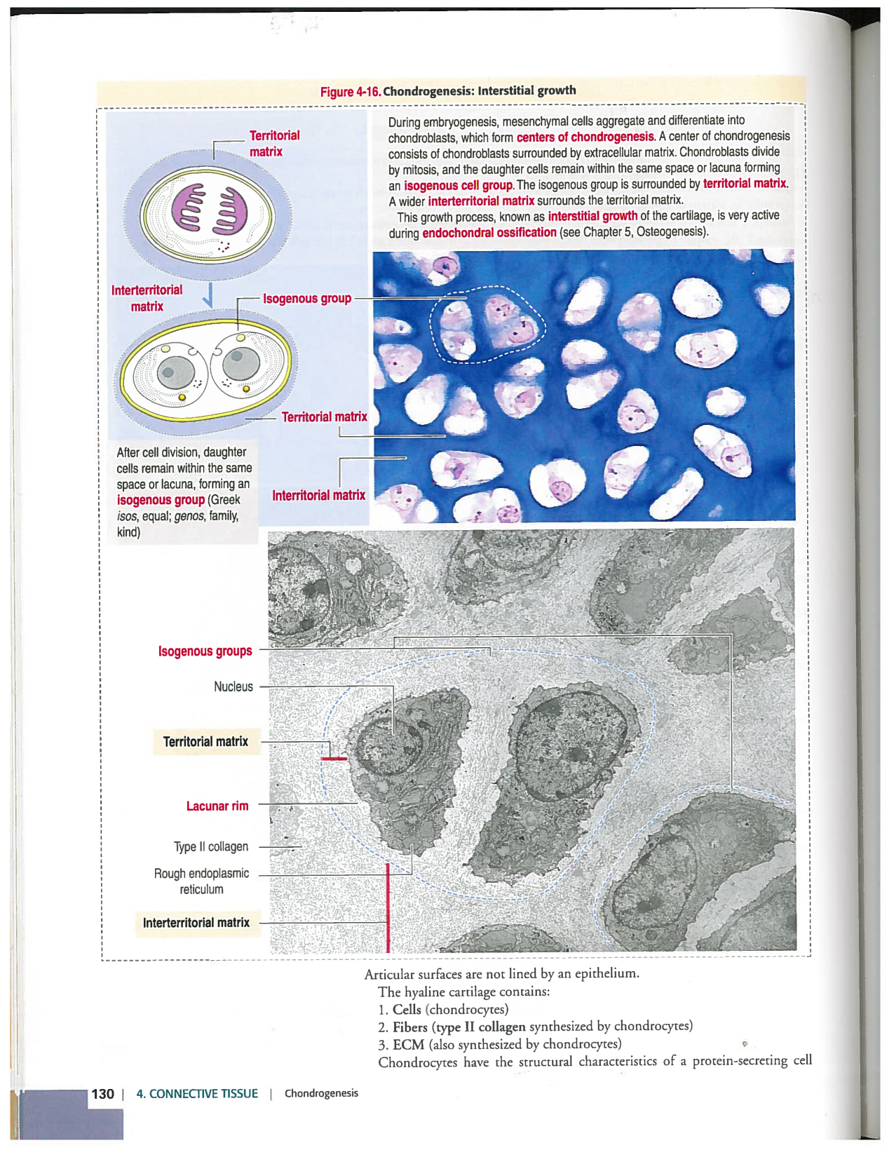 Kierszenbaum ed-4 p111-146-TC-examples et pathologies page 20