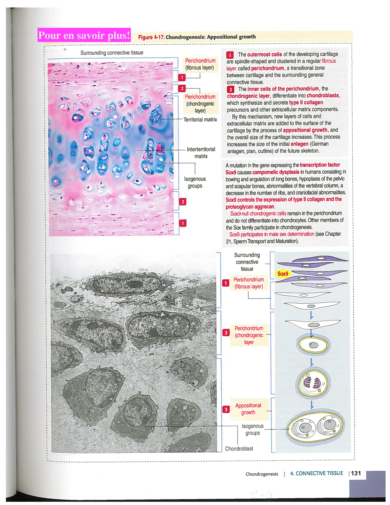 Kierszenbaum ed-4 p111-146-TC-examples et pathologies page 21