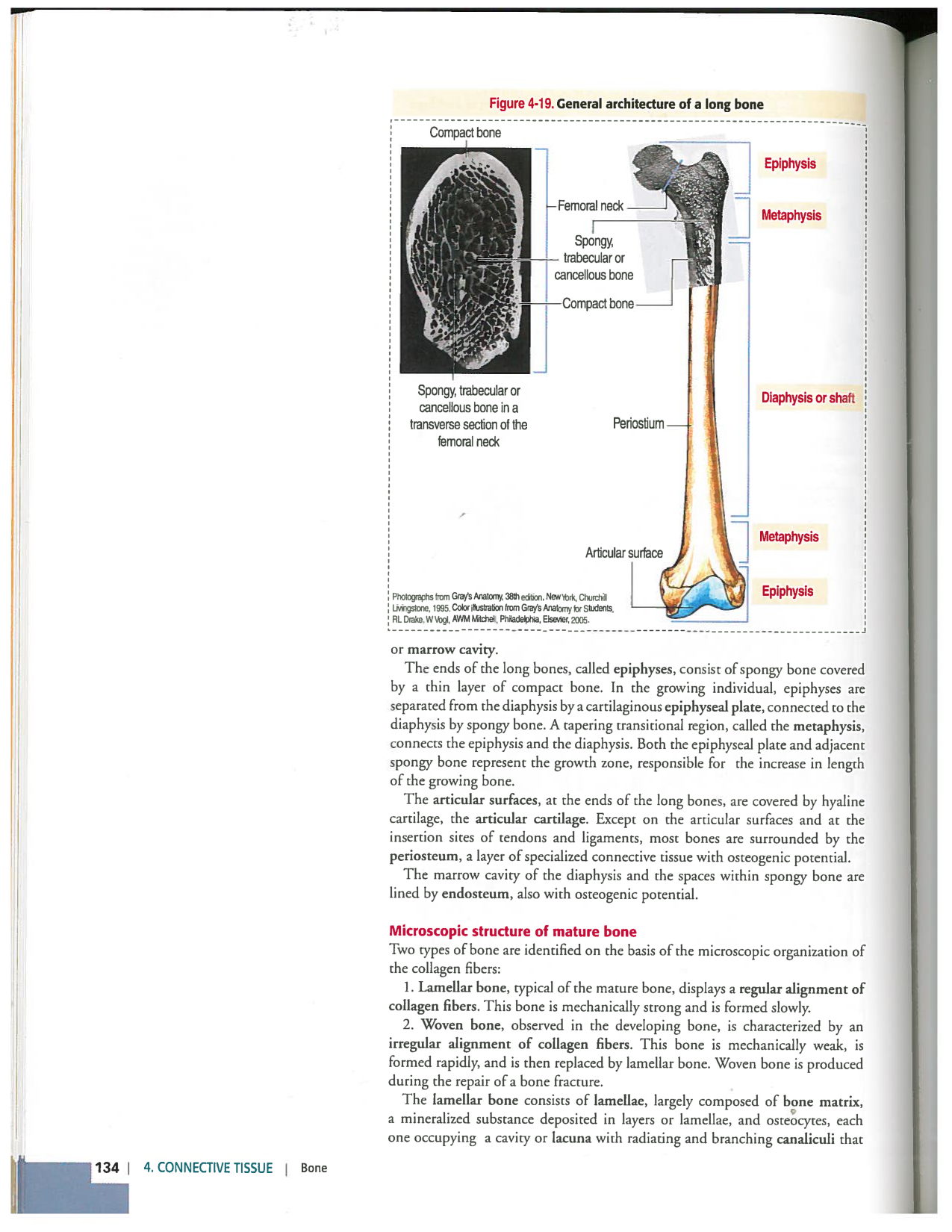 Kierszenbaum ed-4 p111-146-TC-examples et pathologies page 24