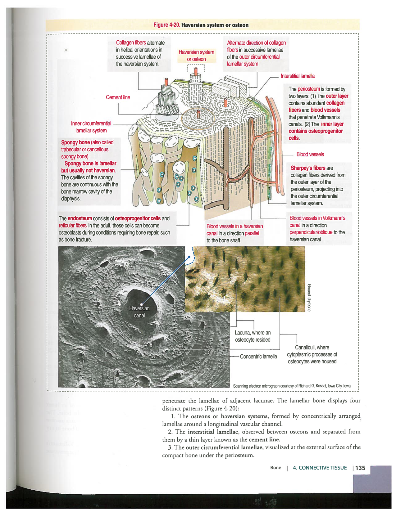 Kierszenbaum ed-4 p111-146-TC-examples et pathologies page 25