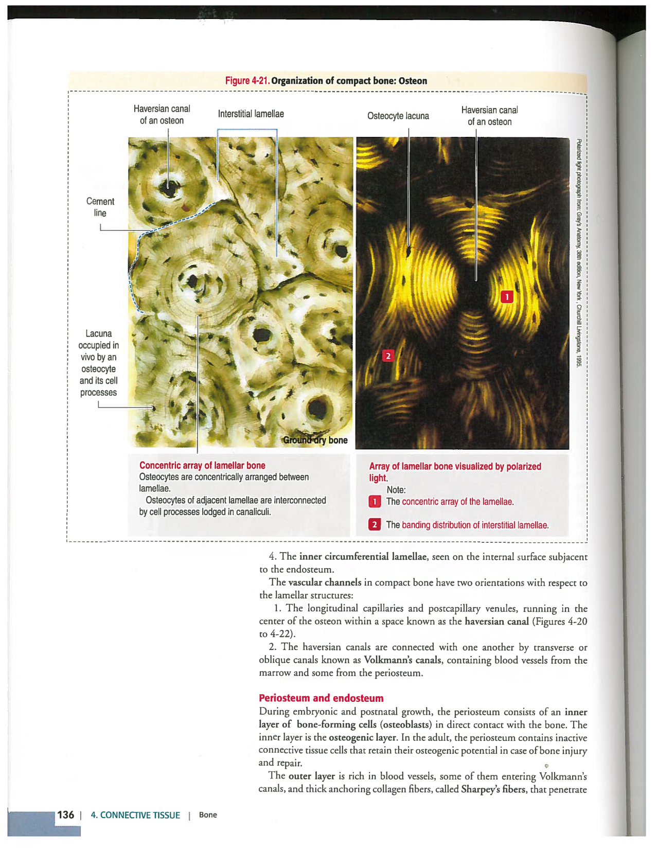 Kierszenbaum ed-4 p111-146-TC-examples et pathologies page 26