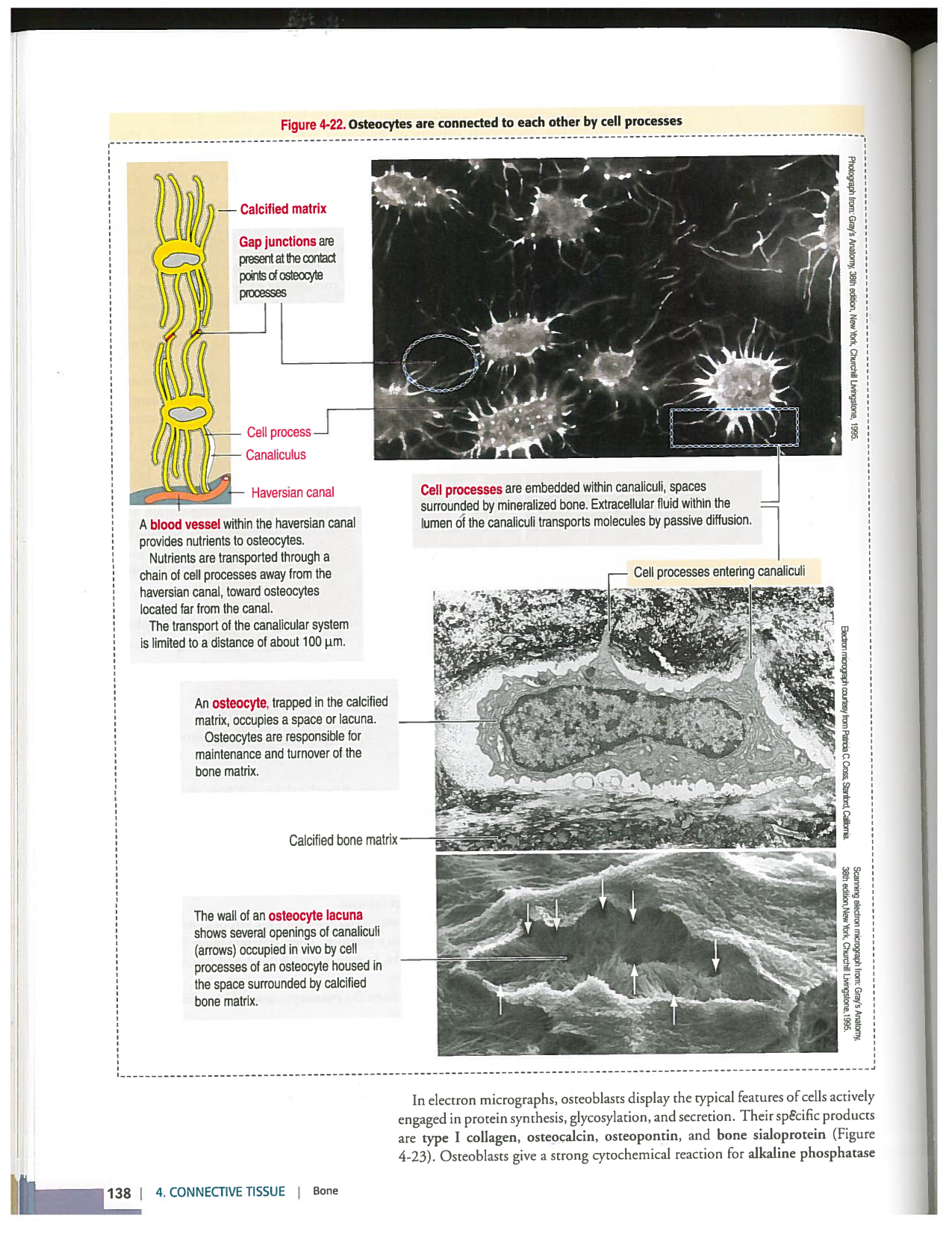 Kierszenbaum ed-4 p111-146-TC-examples et pathologies page 28