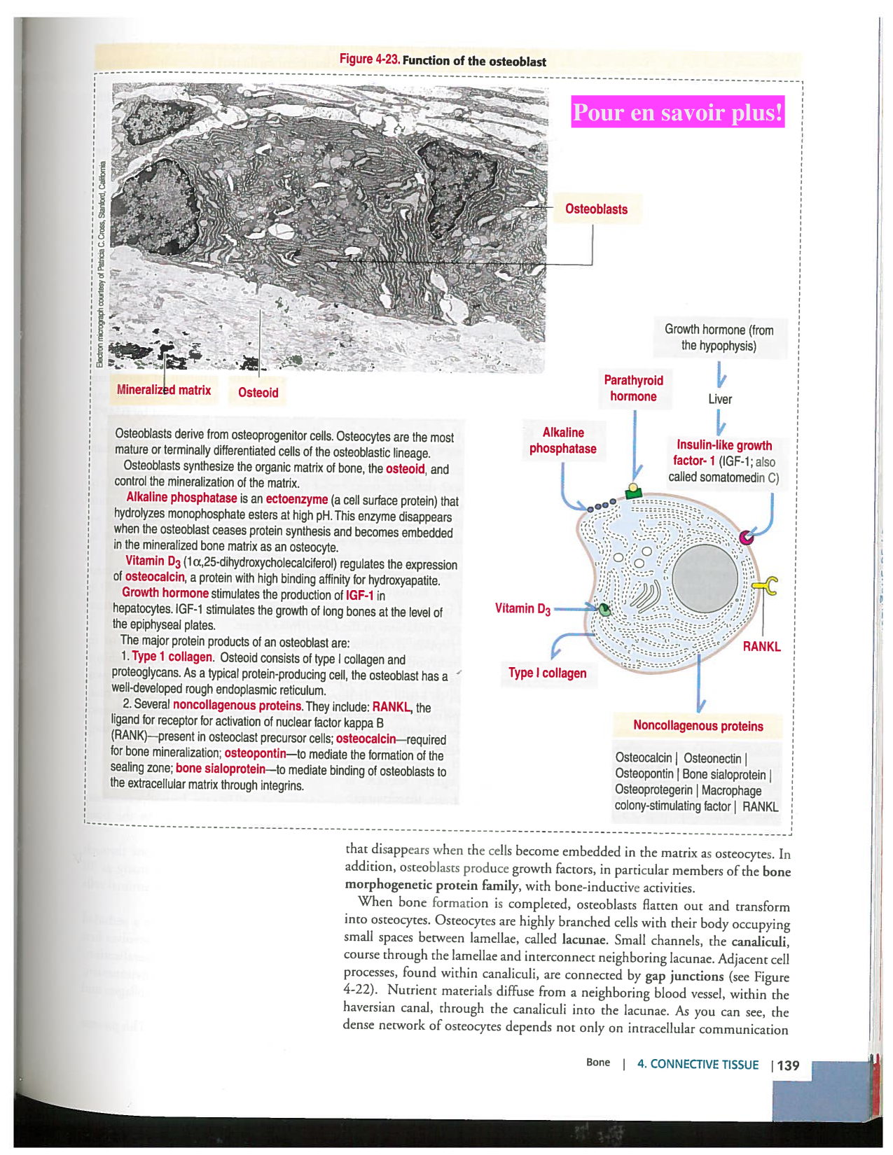 Kierszenbaum ed-4 p111-146-TC-examples et pathologies page 29