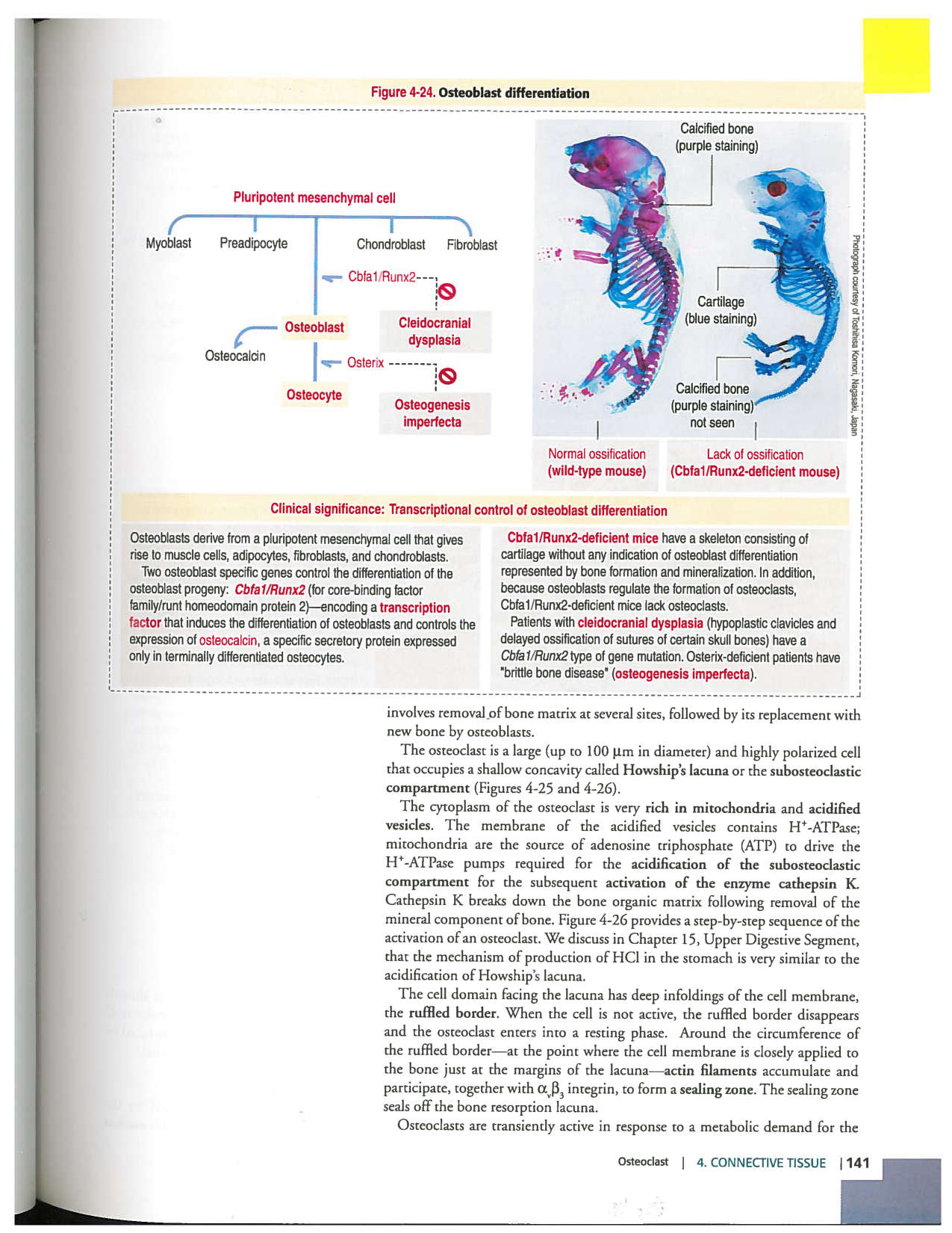 Kierszenbaum ed-4 p111-146-TC-examples et pathologies page 31