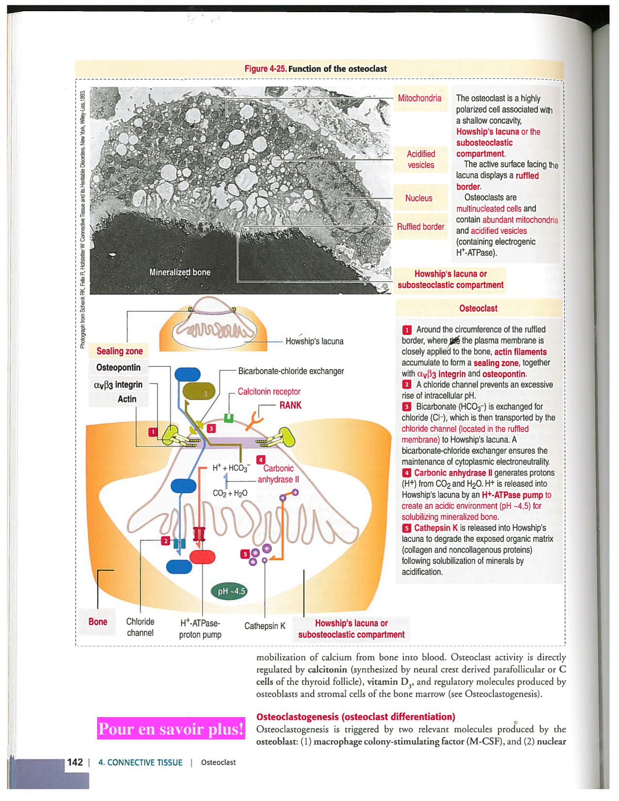 Kierszenbaum ed-4 p111-146-TC-examples et pathologies page 32