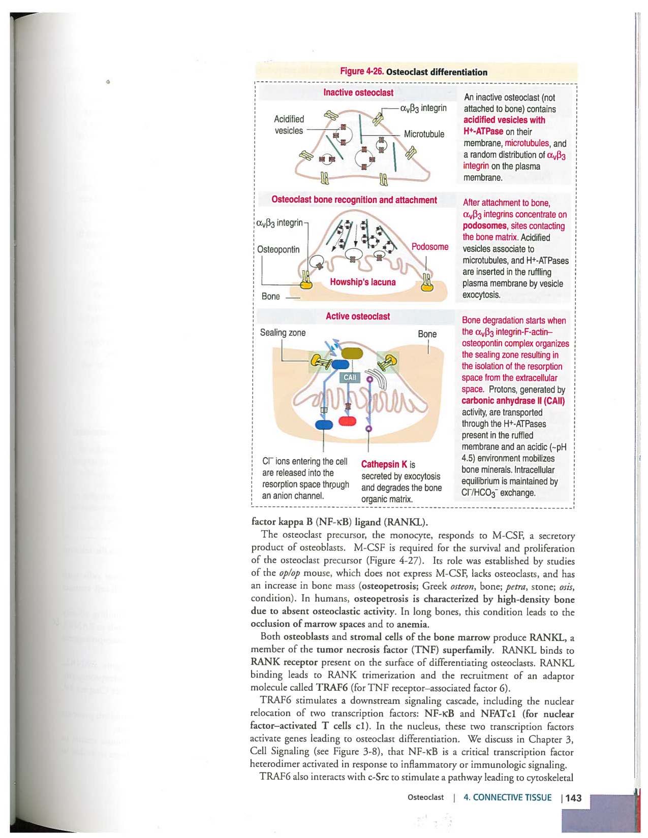 Kierszenbaum ed-4 p111-146-TC-examples et pathologies page 33