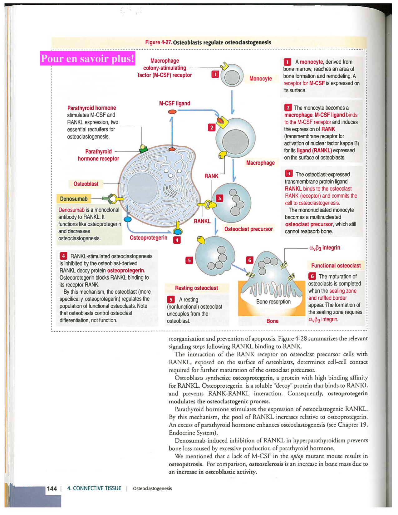 Kierszenbaum ed-4 p111-146-TC-examples et pathologies page 34