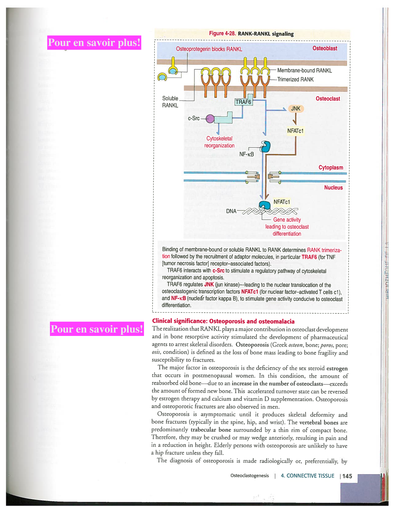 Kierszenbaum ed-4 p111-146-TC-examples et pathologies page 35