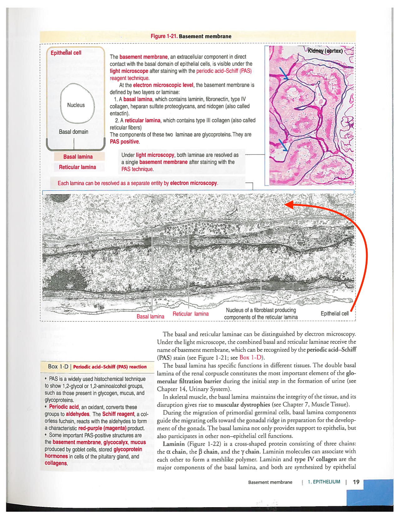 Kierszenbaum ed-4 p19-23-TC lame-basal jonctions microvilli page 1
