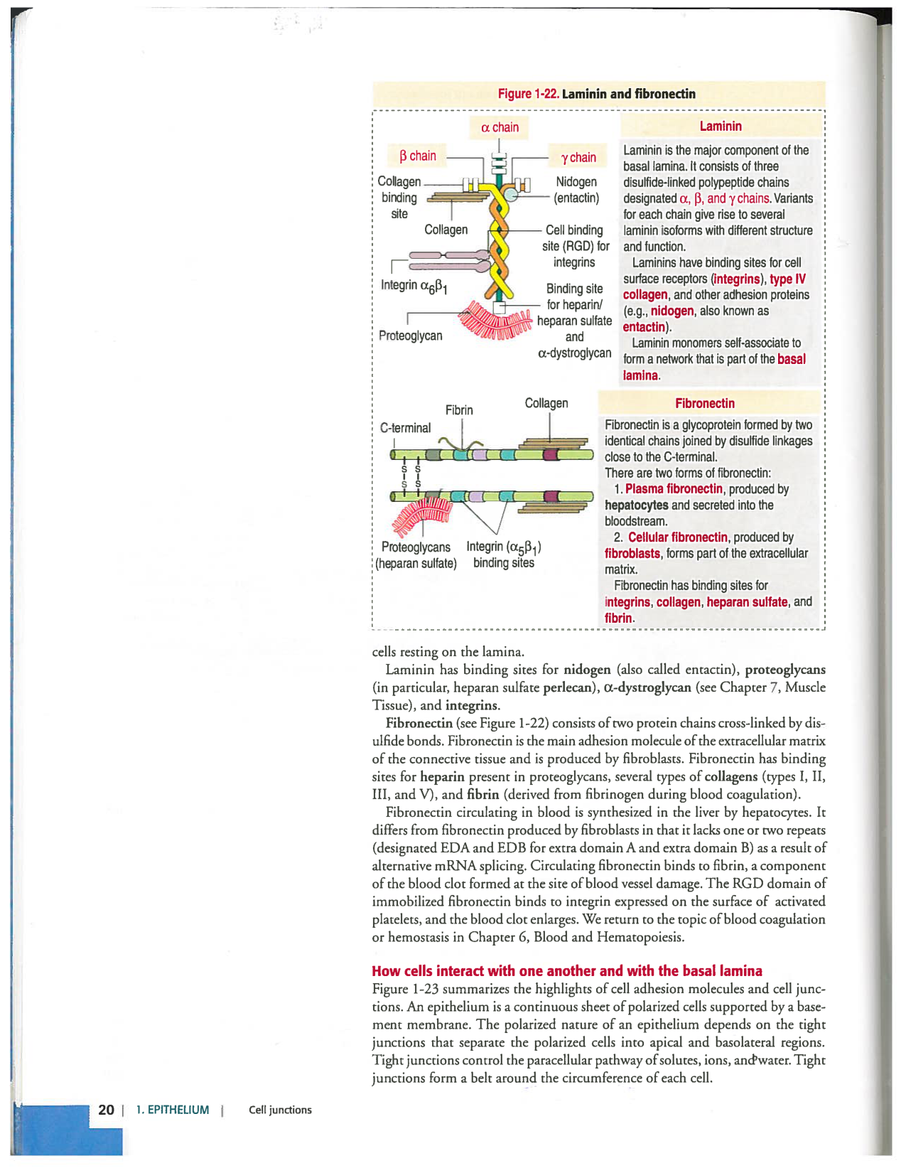 Kierszenbaum ed-4 p19-23-TC lame-basal jonctions microvilli page 2