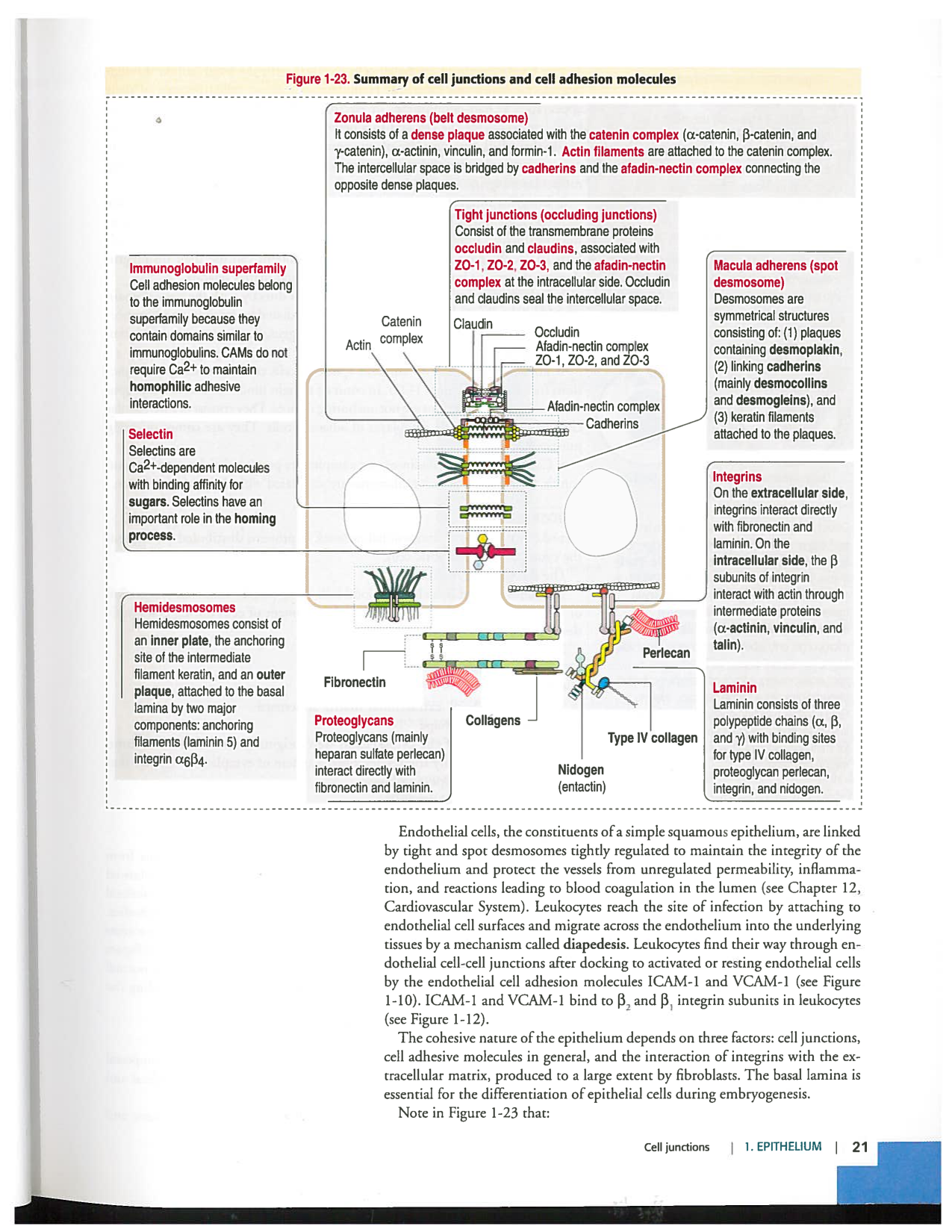 Kierszenbaum ed-4 p19-23-TC lame-basal jonctions microvilli page 3