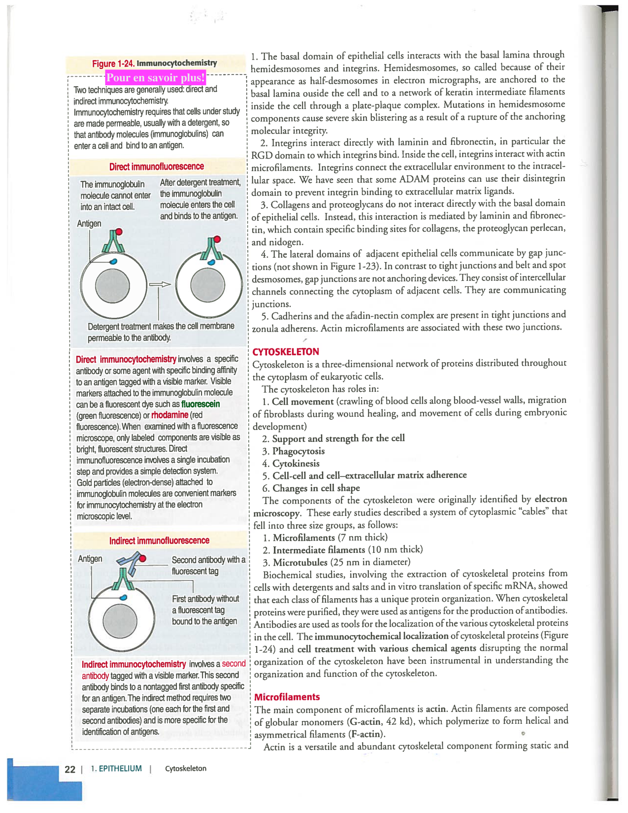 Kierszenbaum ed-4 p19-23-TC lame-basal jonctions microvilli page 4