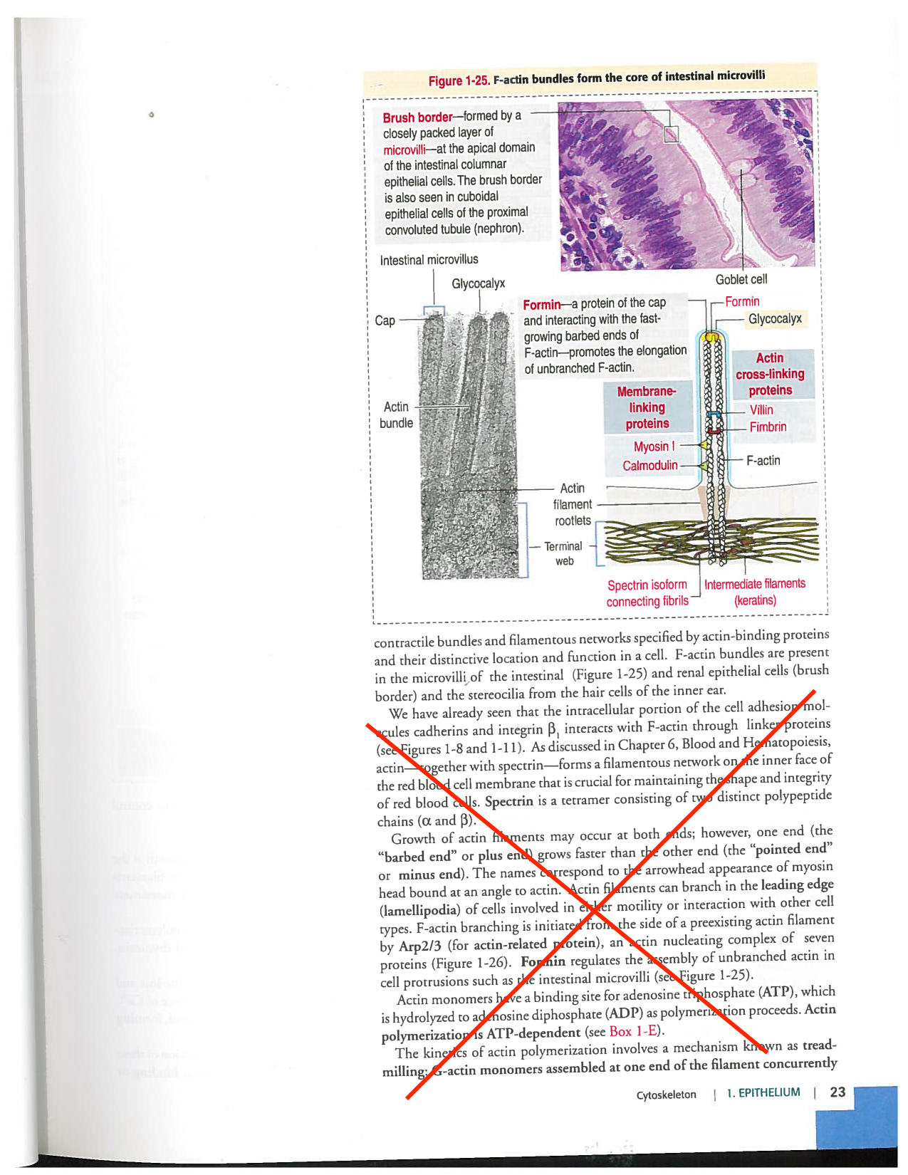 Kierszenbaum ed-4 p19-23-TC lame-basal jonctions microvilli page 5