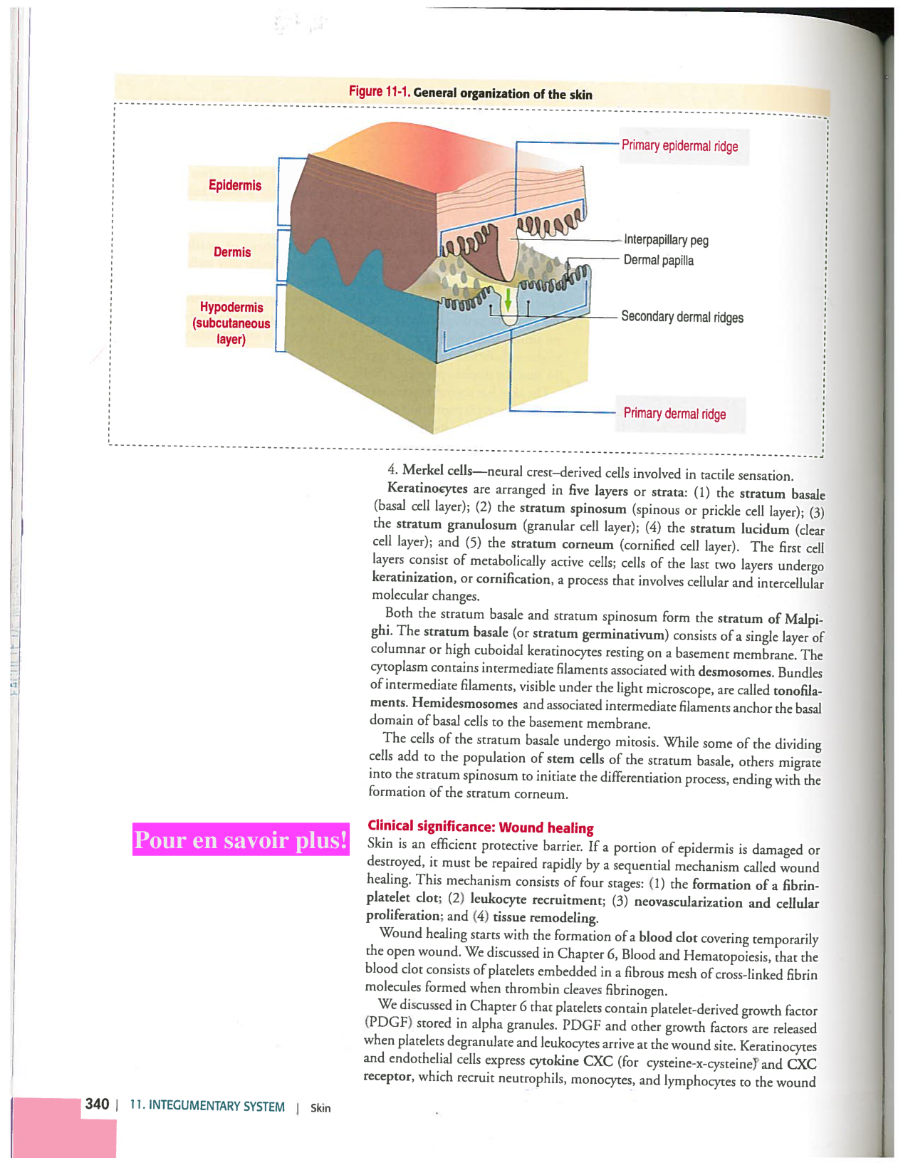 Kierszenbaum ed-4 p339-356-TE la-peau normal et psoriasis page 2