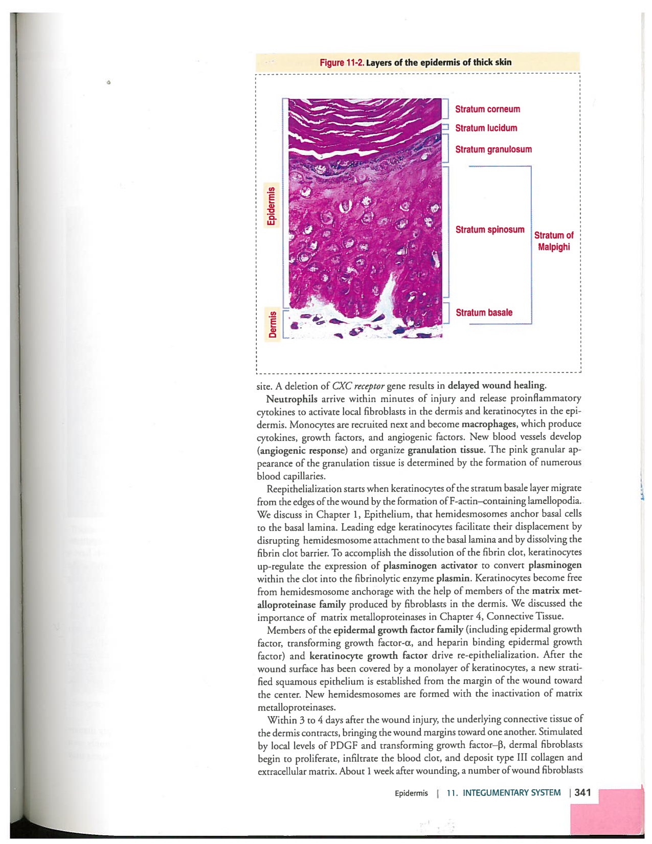 Kierszenbaum ed-4 p339-356-TE la-peau normal et psoriasis page 3