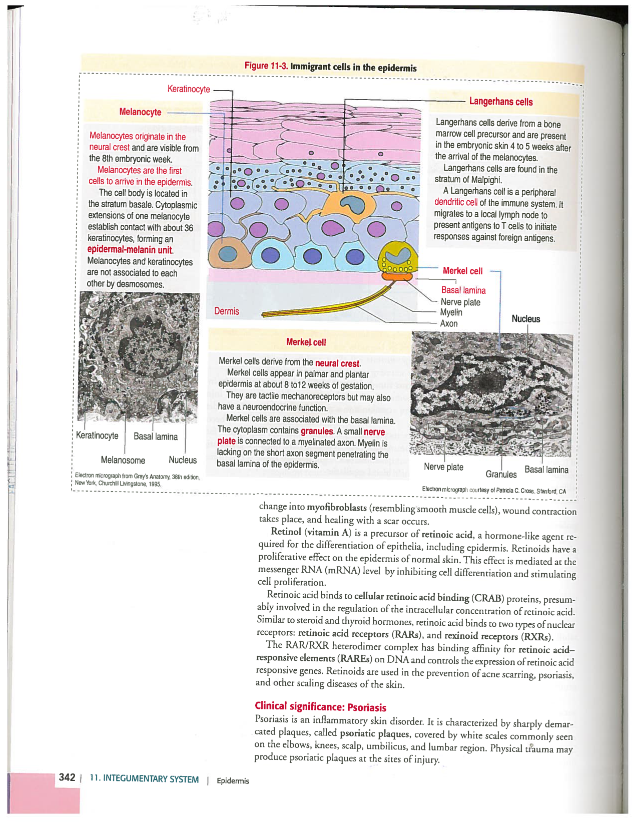 Kierszenbaum ed-4 p339-356-TE la-peau normal et psoriasis page 4