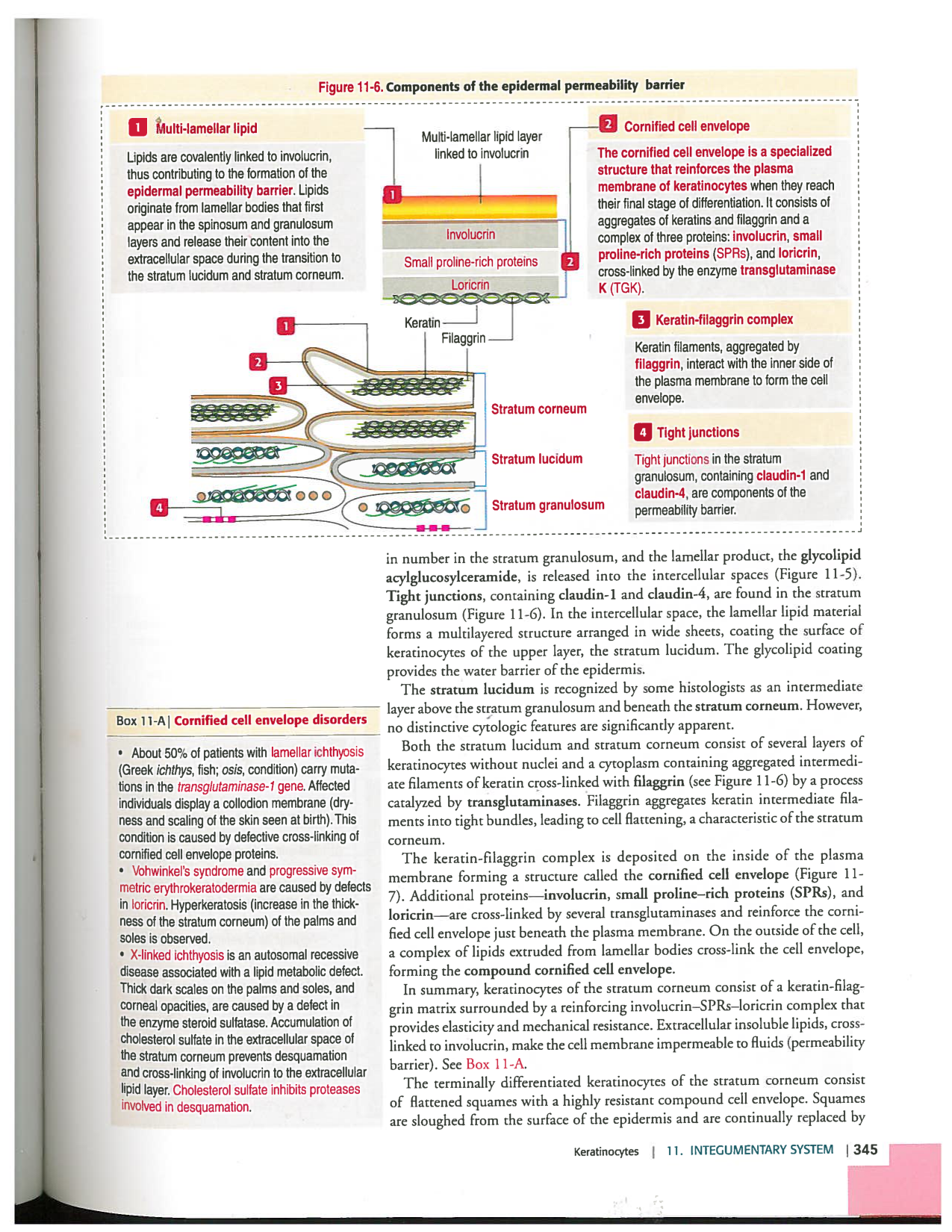 Kierszenbaum ed-4 p339-356-TE la-peau normal et psoriasis page 7