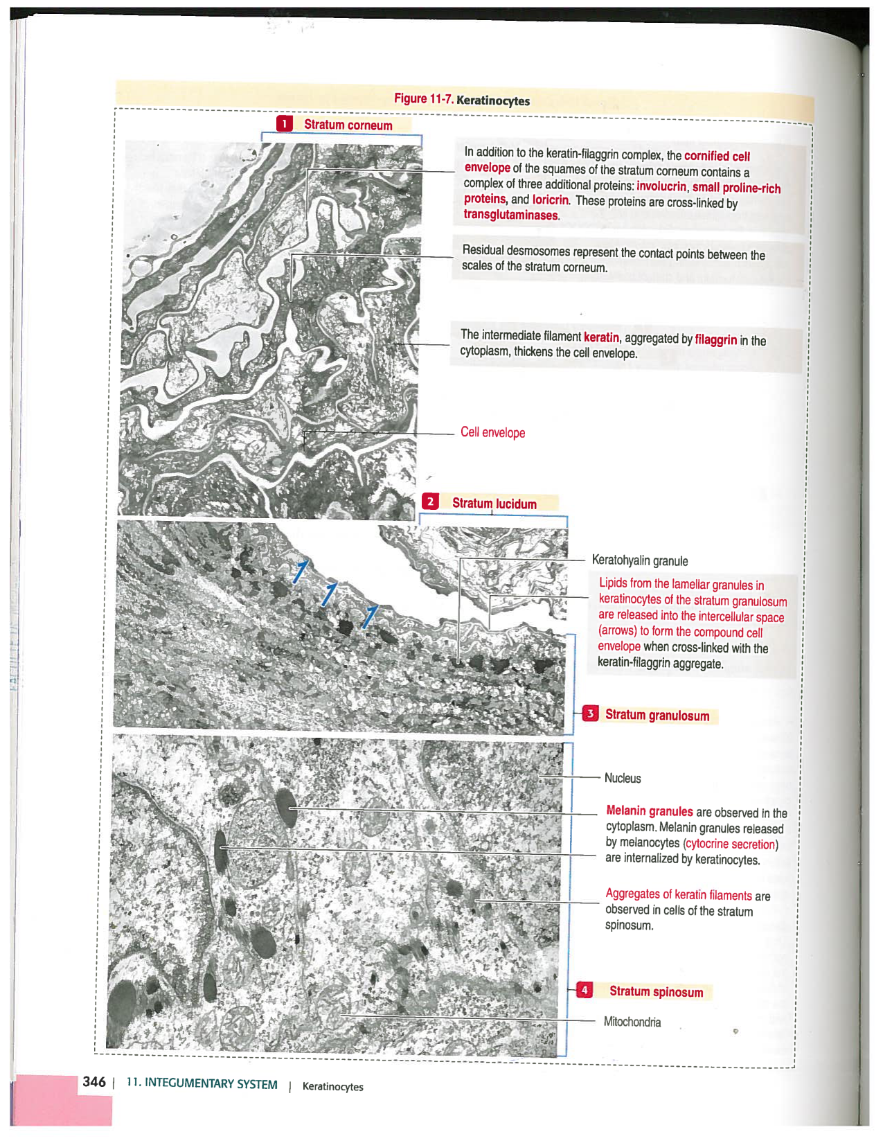 Kierszenbaum ed-4 p339-356-TE la-peau normal et psoriasis page 8