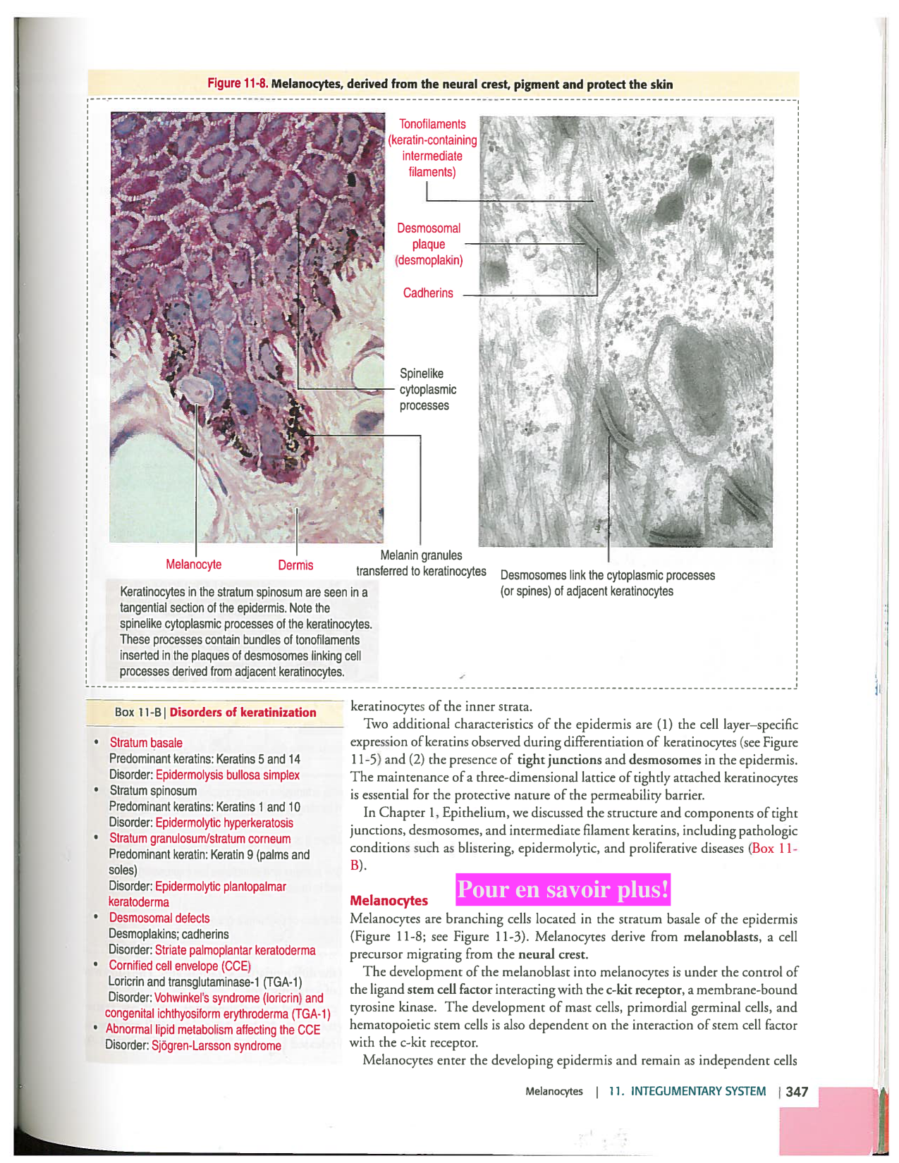 Kierszenbaum ed-4 p339-356-TE la-peau normal et psoriasis page 9