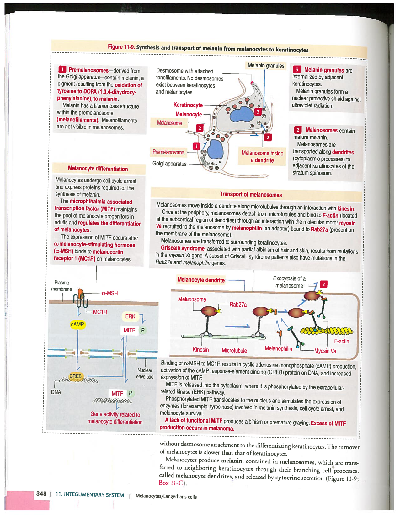 Kierszenbaum ed-4 p339-356-TE la-peau normal et psoriasis page 10