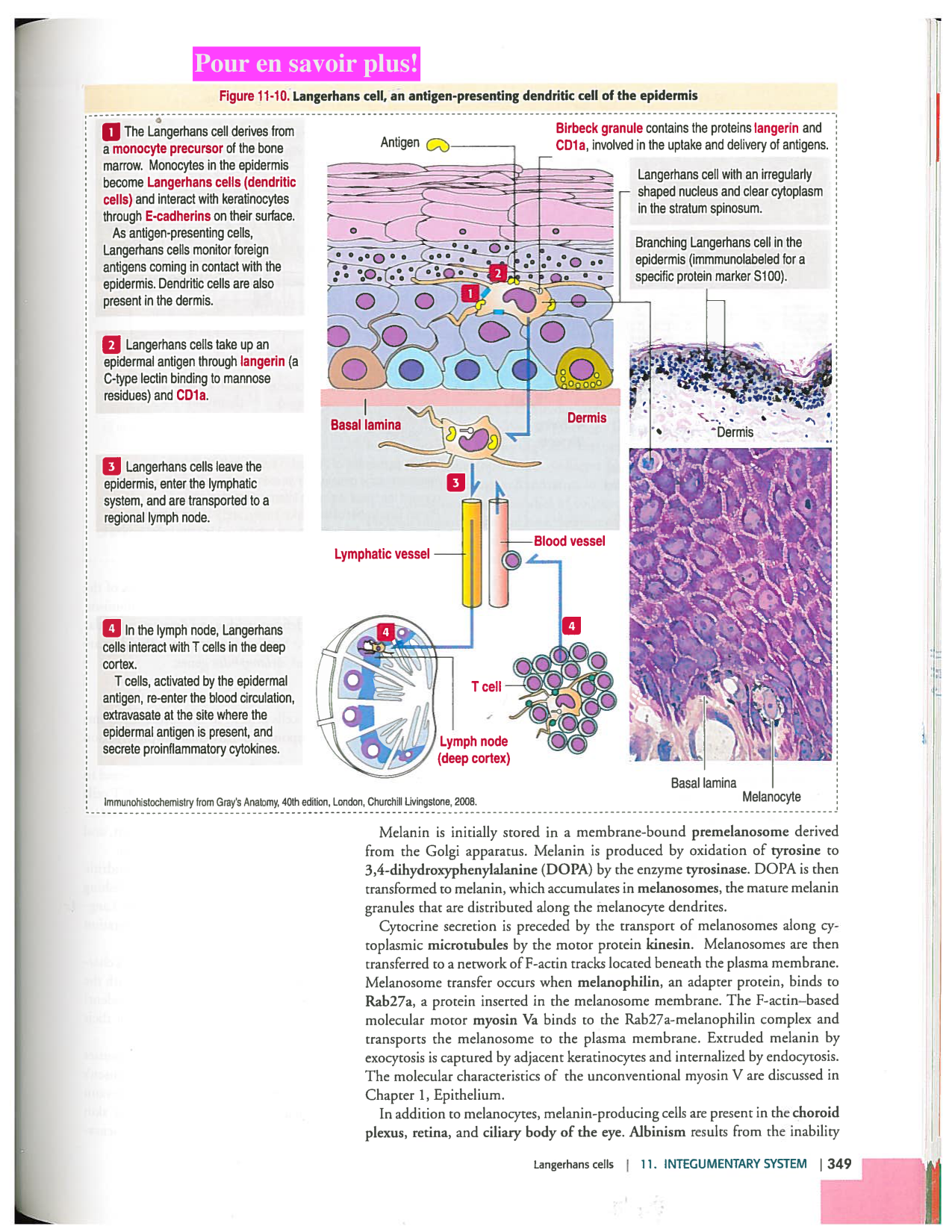 Kierszenbaum ed-4 p339-356-TE la-peau normal et psoriasis page 11