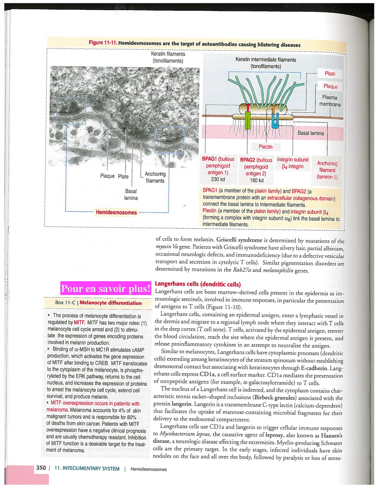 Kierszenbaum ed-4 p339-356-TE la-peau normal et psoriasis page 12
