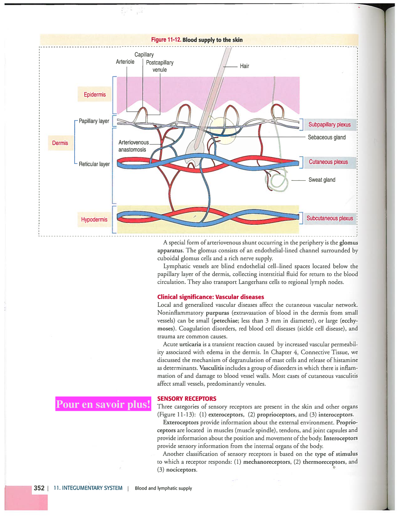 Kierszenbaum ed-4 p339-356-TE la-peau normal et psoriasis page 14