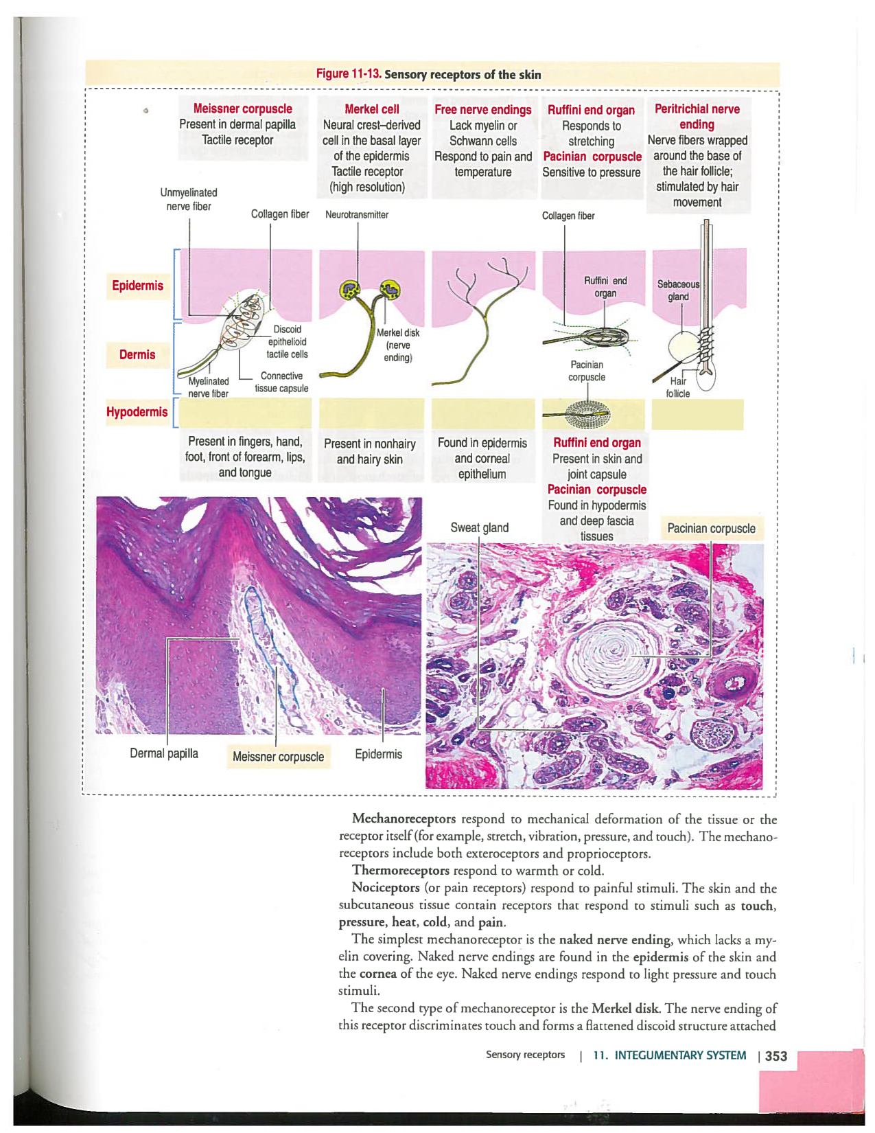 Kierszenbaum ed-4 p339-356-TE la-peau normal et psoriasis page 15
