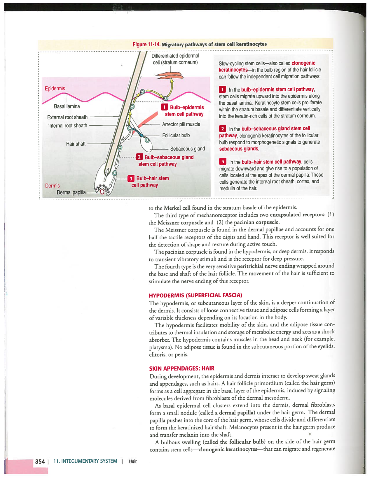 Kierszenbaum ed-4 p339-356-TE la-peau normal et psoriasis page 16