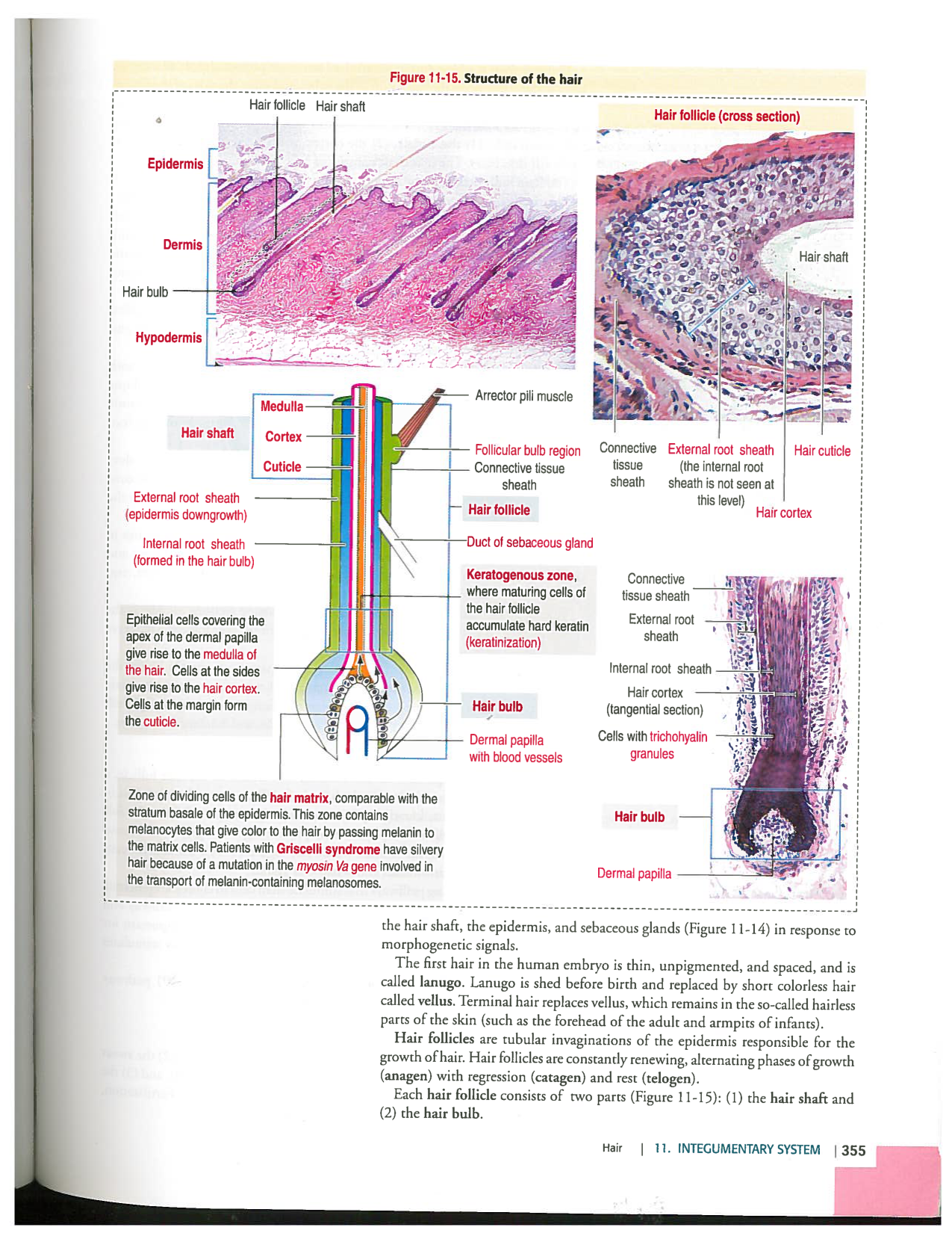 Kierszenbaum ed-4 p339-356-TE la-peau normal et psoriasis page 17