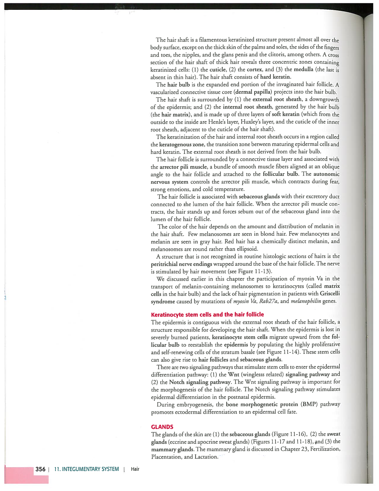 Kierszenbaum ed-4 p339-356-TE la-peau normal et psoriasis page 18