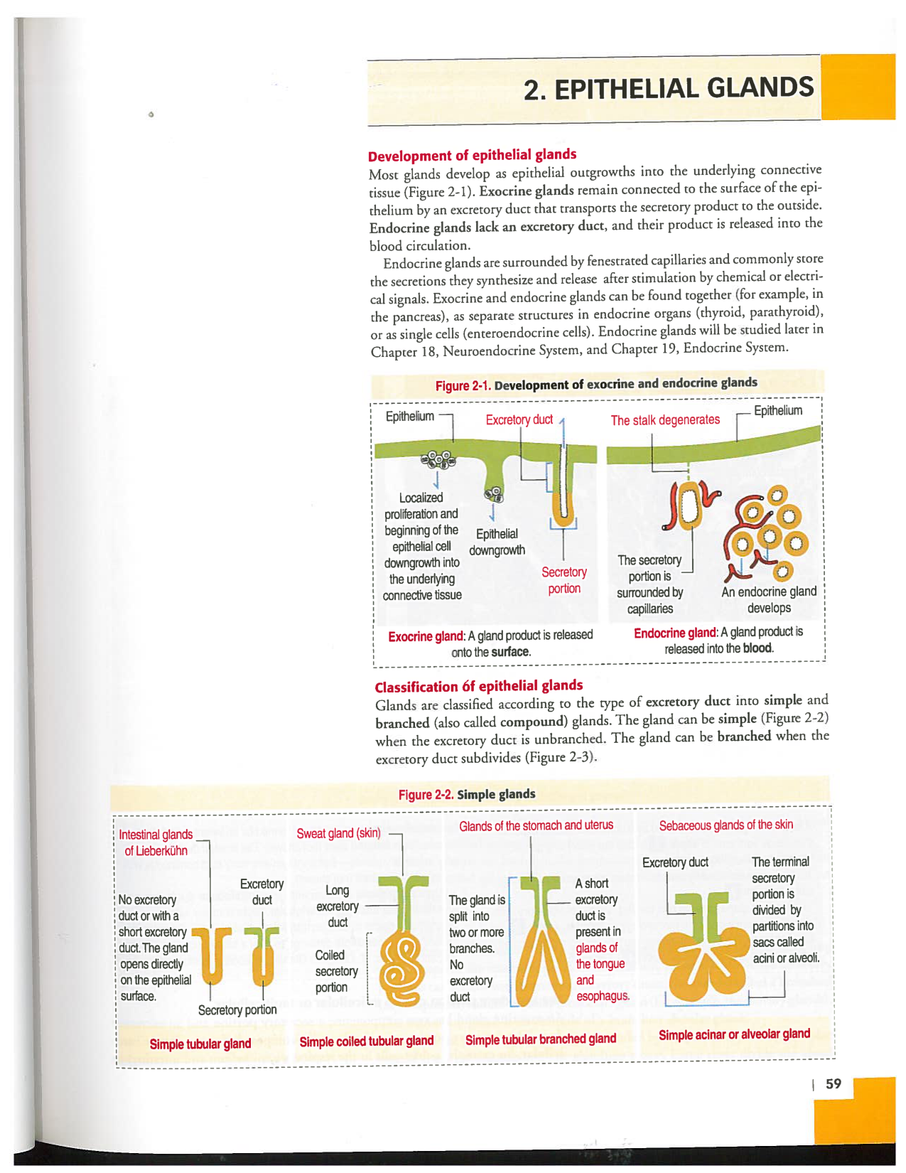 Kierszenbaum ed-4 p59-65-TE divers type de glands en lien avec lhistologie PESP page 1