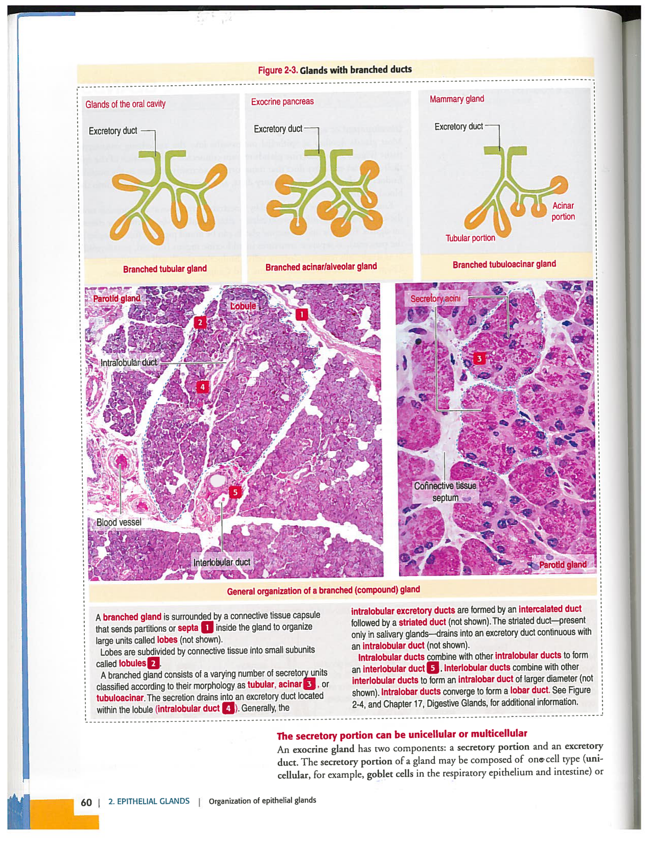 Kierszenbaum ed-4 p59-65-TE divers type de glands en lien avec lhistologie PESP page 2