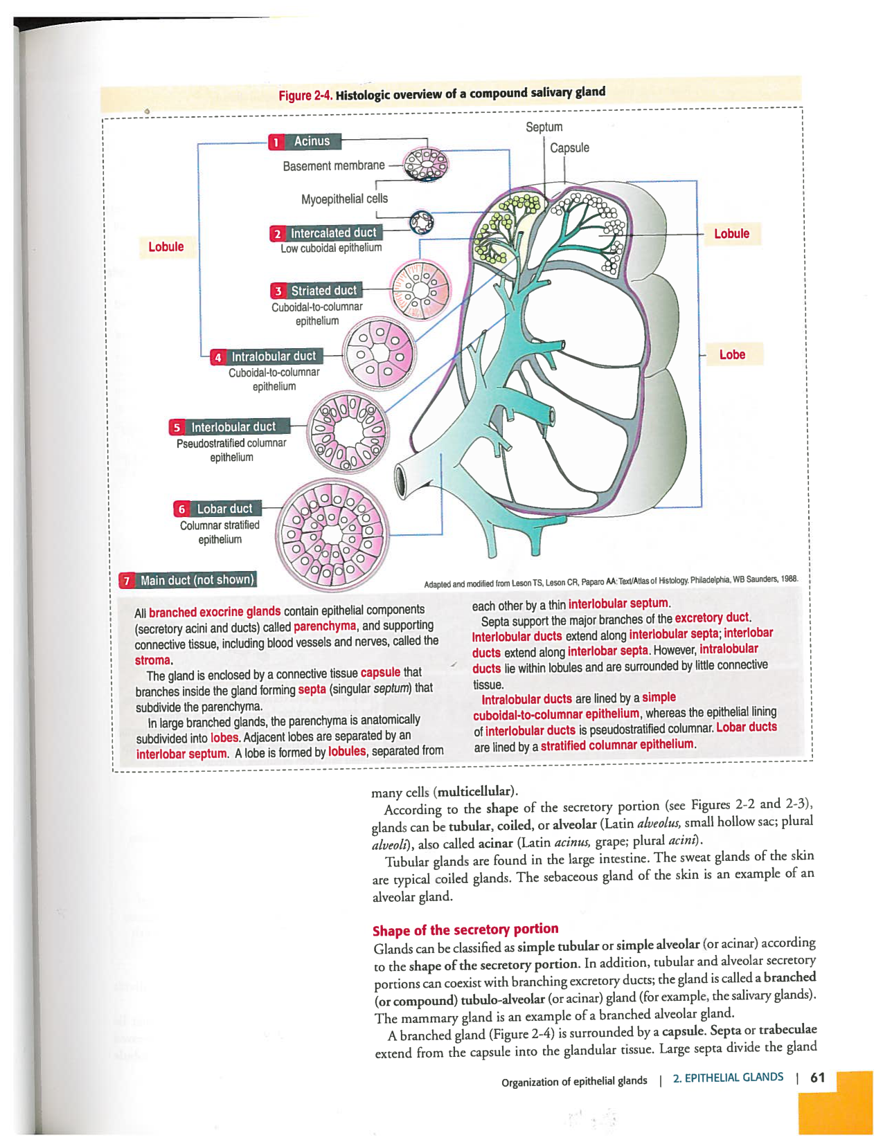 Kierszenbaum ed-4 p59-65-TE divers type de glands en lien avec lhistologie PESP page 3