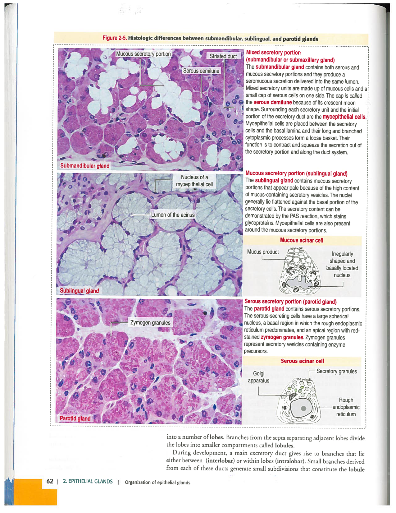 Kierszenbaum ed-4 p59-65-TE divers type de glands en lien avec lhistologie PESP page 4