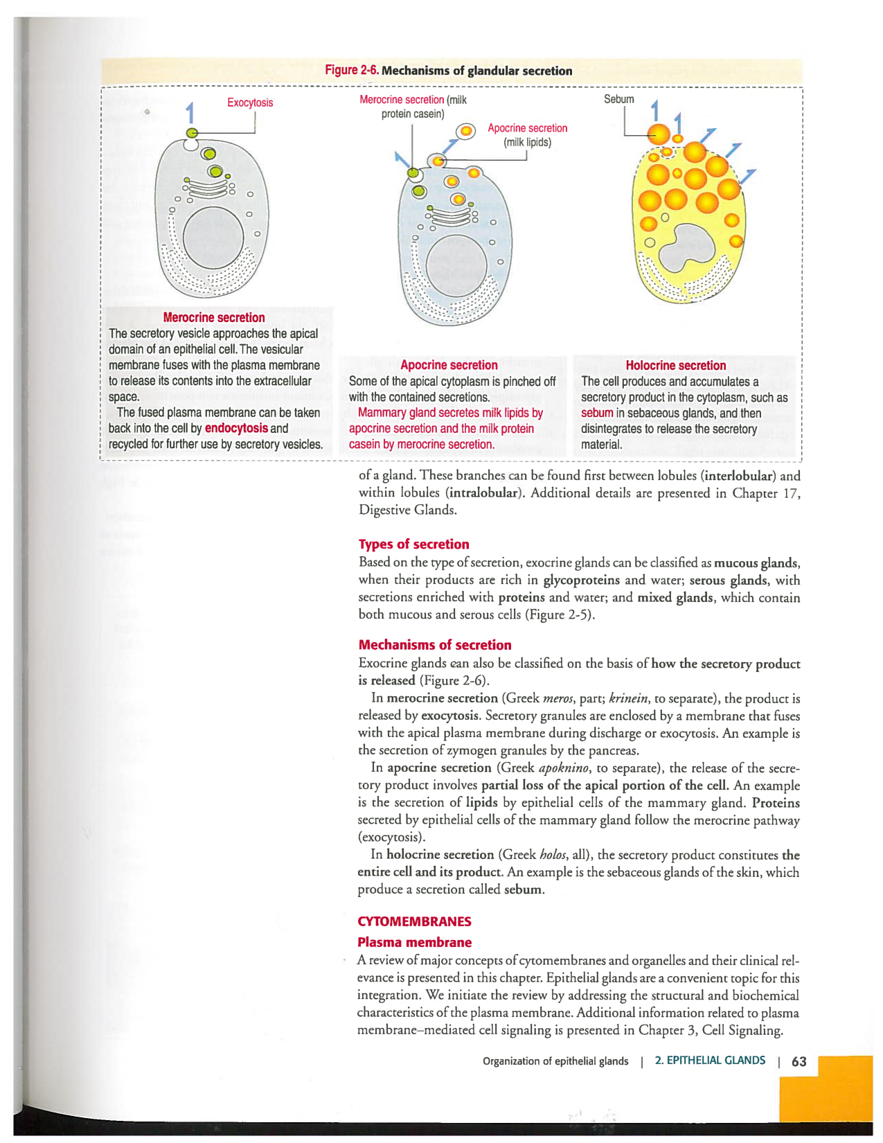 Kierszenbaum ed-4 p59-65-TE divers type de glands en lien avec lhistologie PESP page 5