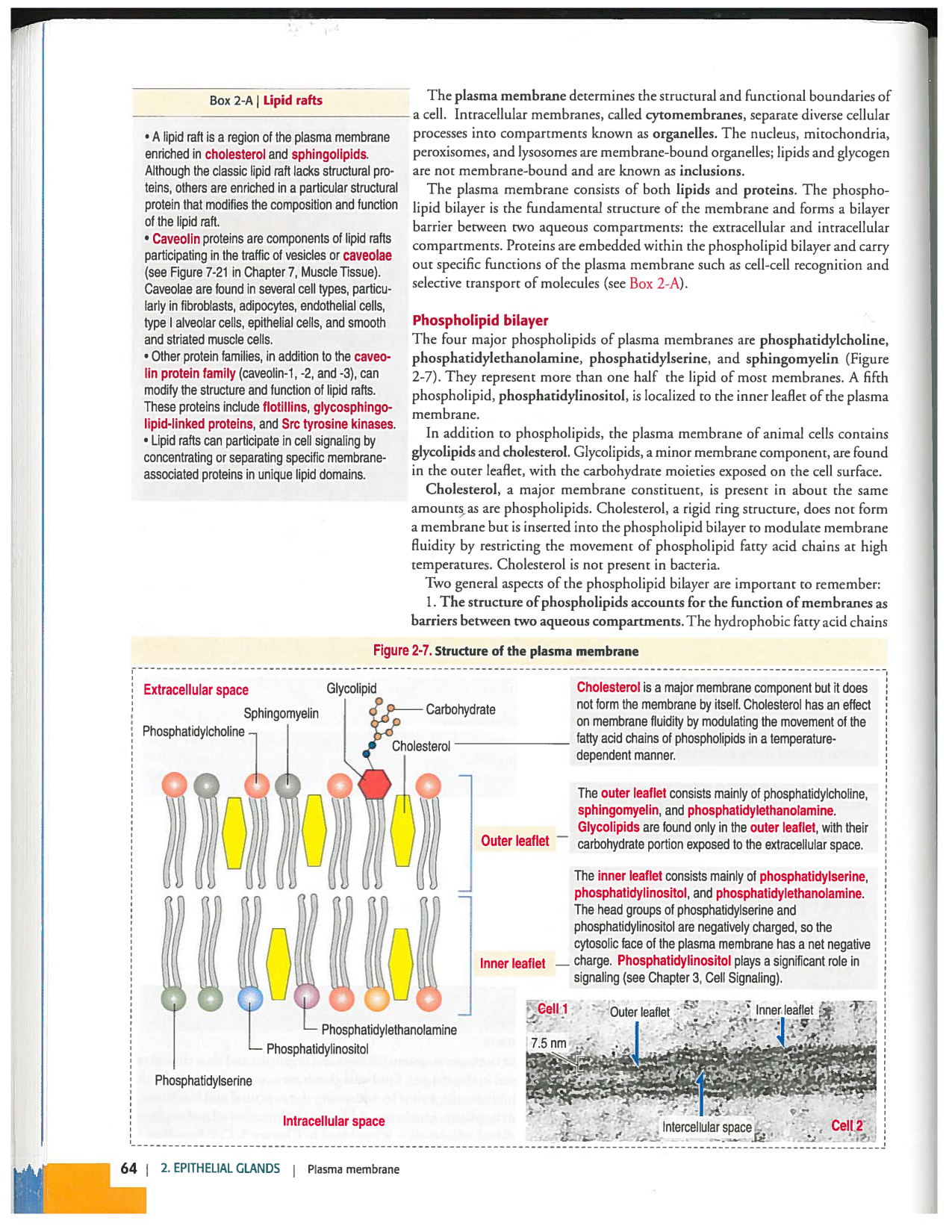 Kierszenbaum ed-4 p59-65-TE divers type de glands en lien avec lhistologie PESP page 6