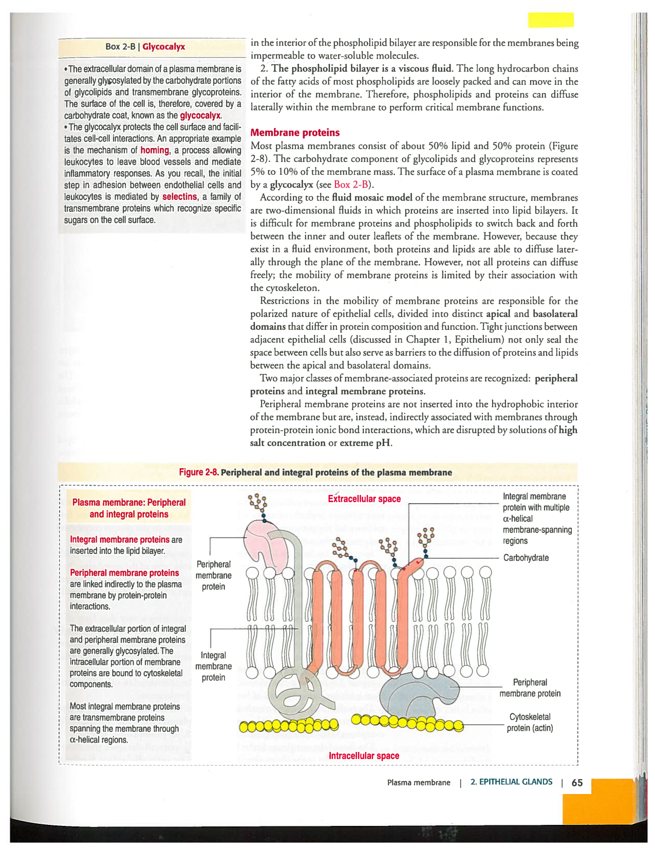 Kierszenbaum ed-4 p59-65-TE divers type de glands en lien avec lhistologie PESP page 7