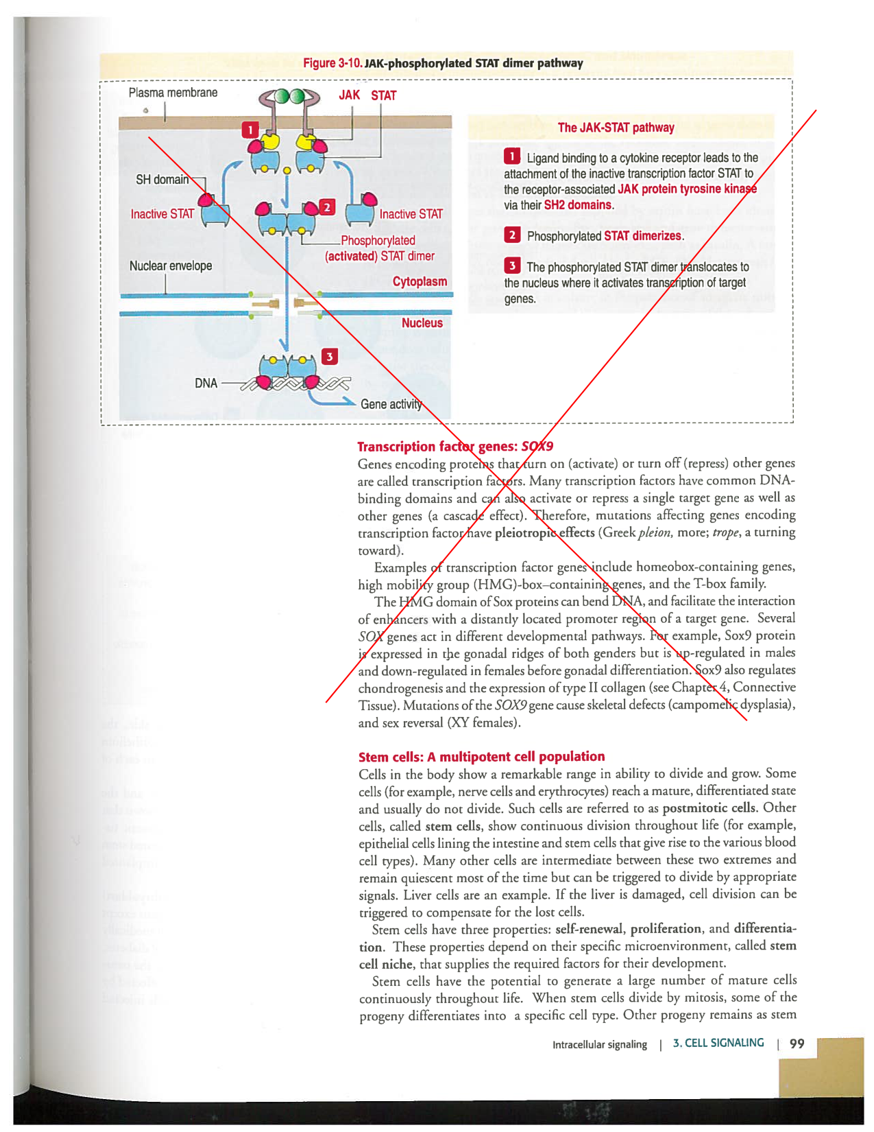 Kierszenbaum ed-4 p99-101-TE cellules-souches page 1