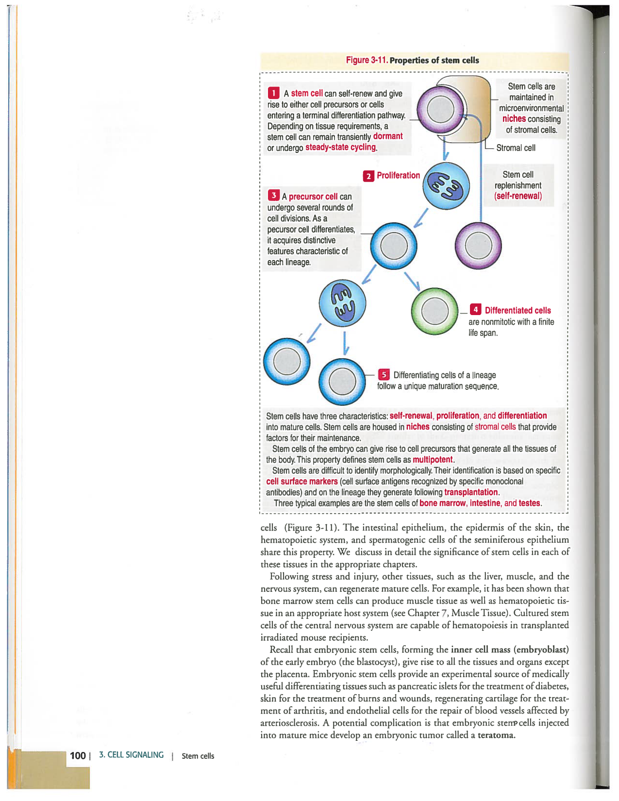 Kierszenbaum ed-4 p99-101-TE cellules-souches page 2