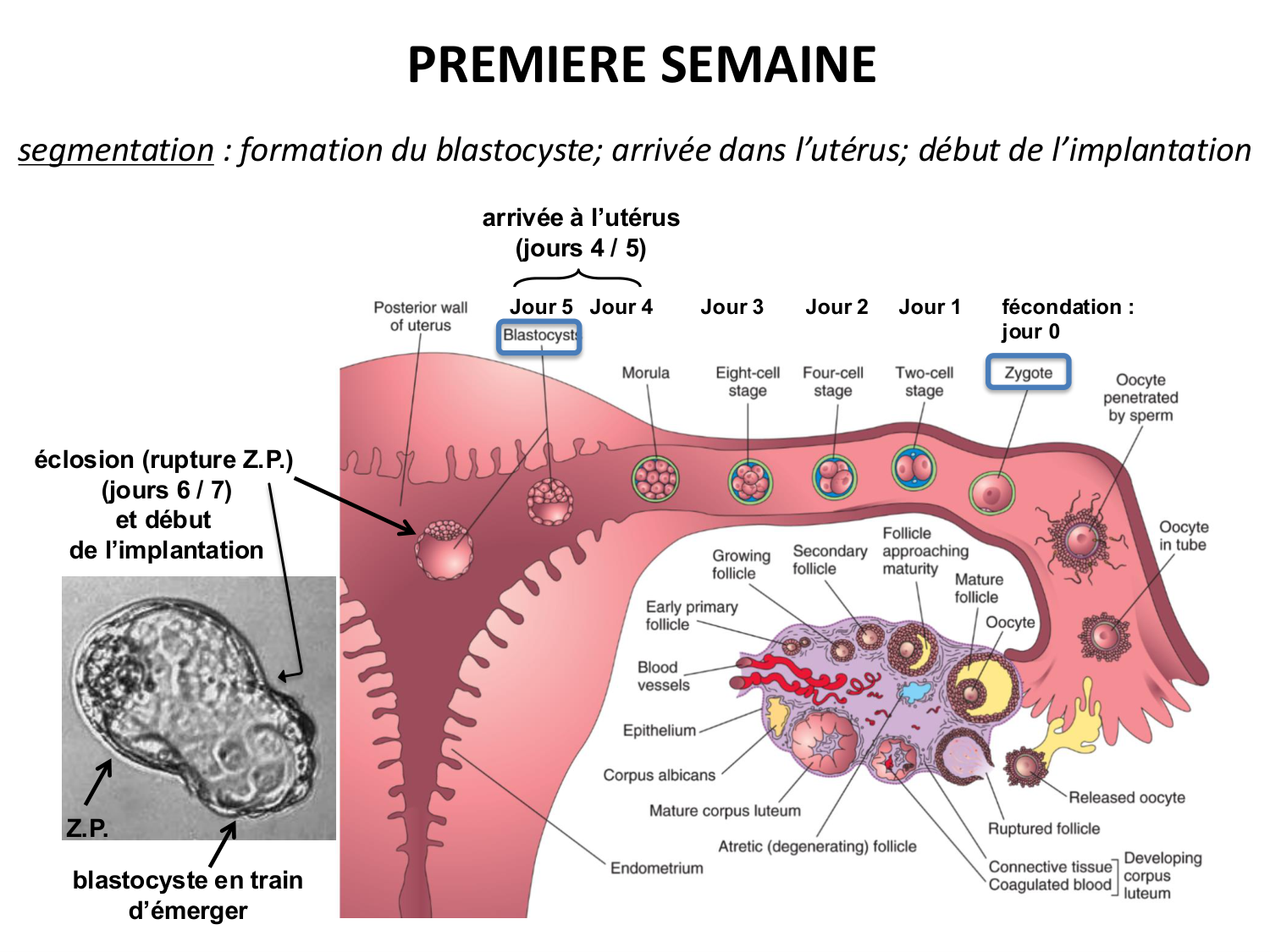 Développement — semaines 1 et 2 page 2