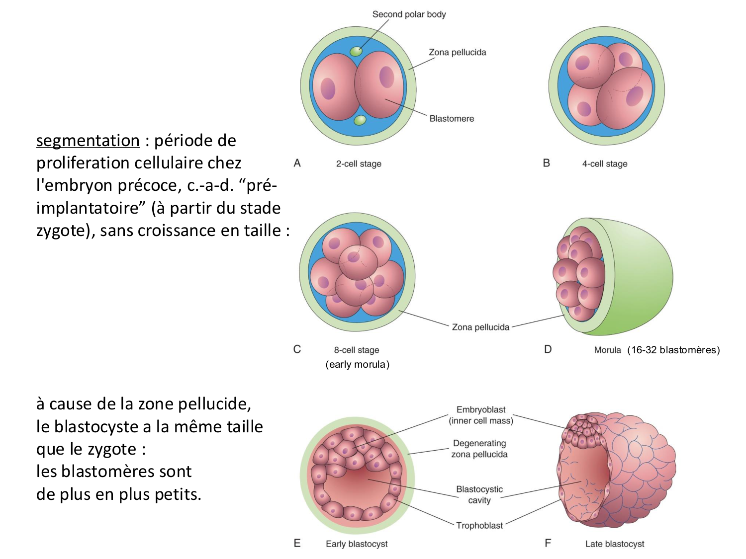 Développement — semaines 1 et 2 page 3
