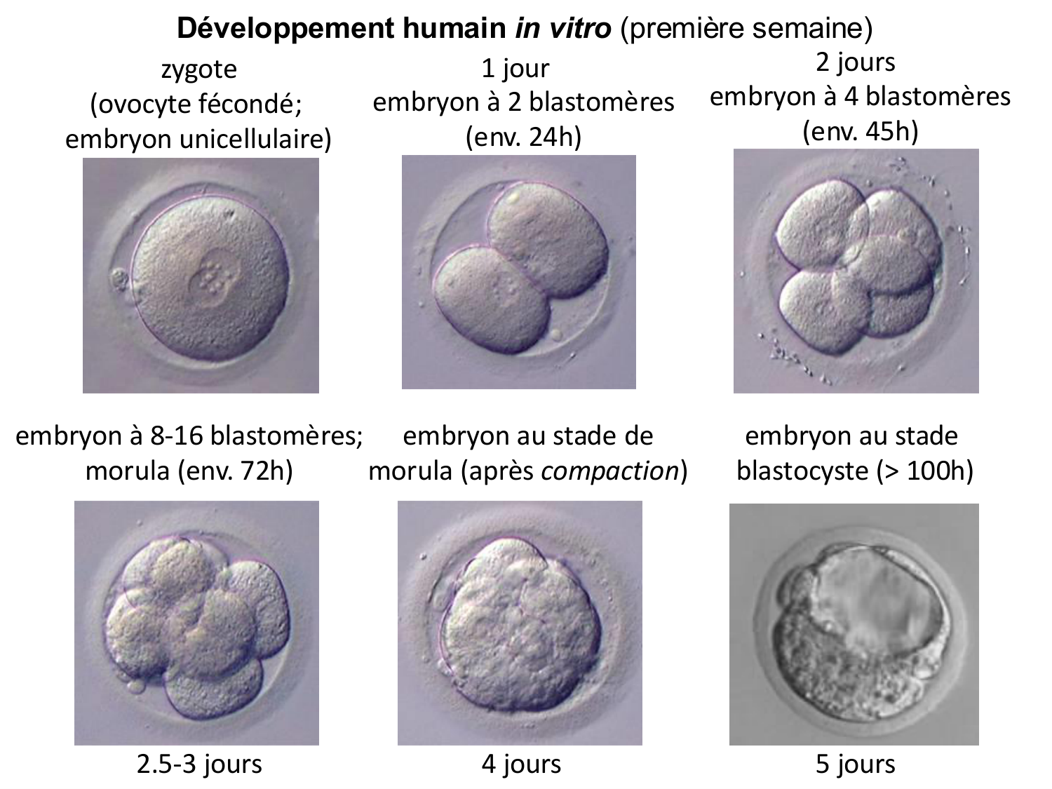 Développement — semaines 1 et 2 page 4