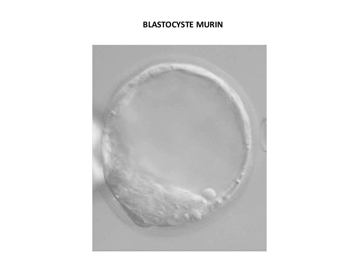 Développement — semaines 1 et 2 page 5