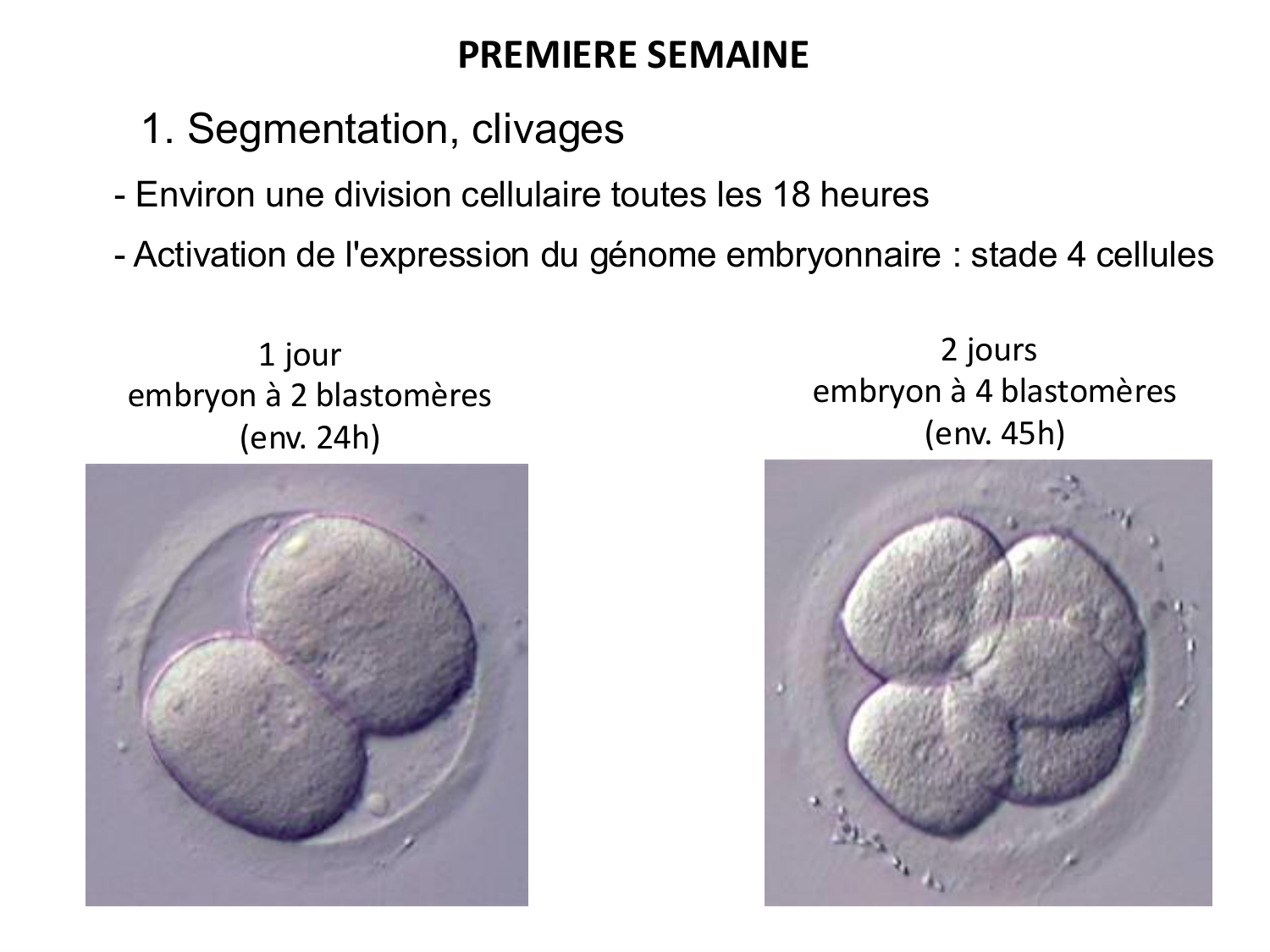 Développement — semaines 1 et 2 page 7
