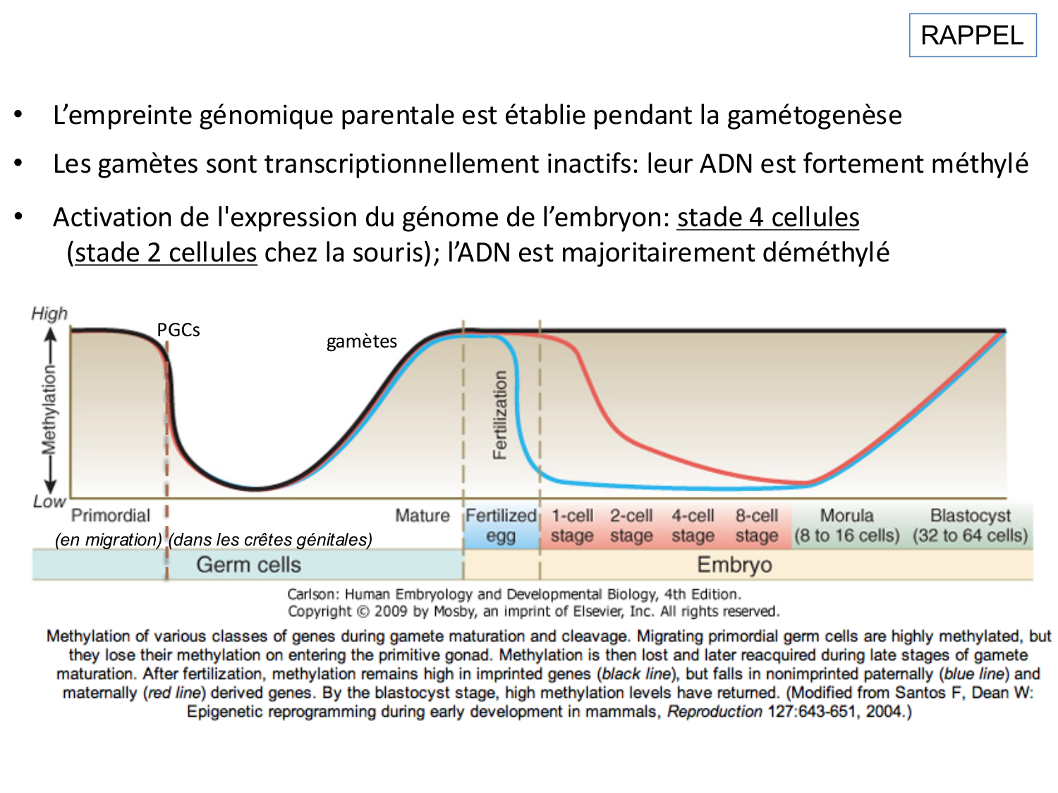 Développement — semaines 1 et 2 page 8